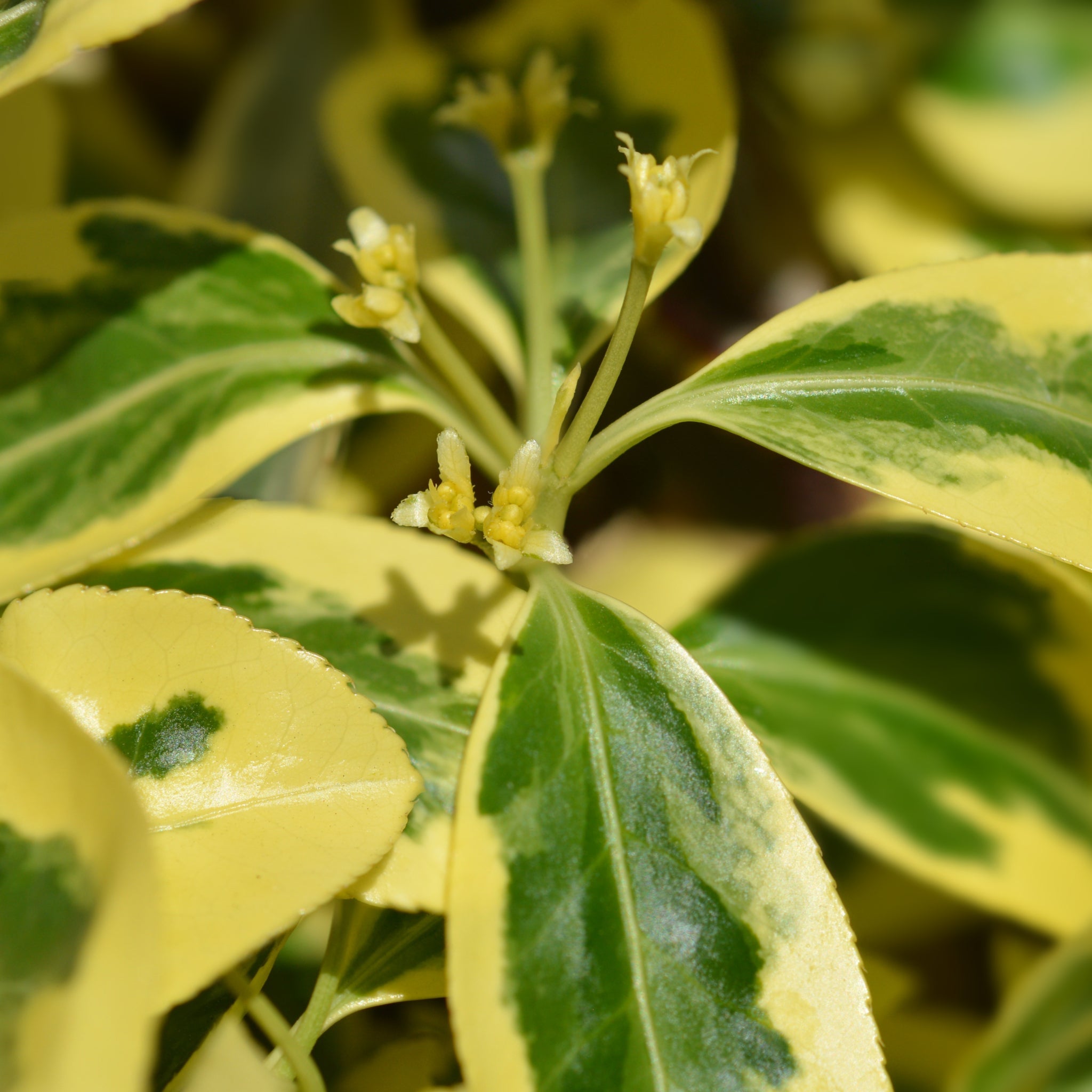 Euonymus japonicus 'Bravo' 9cm / 3L