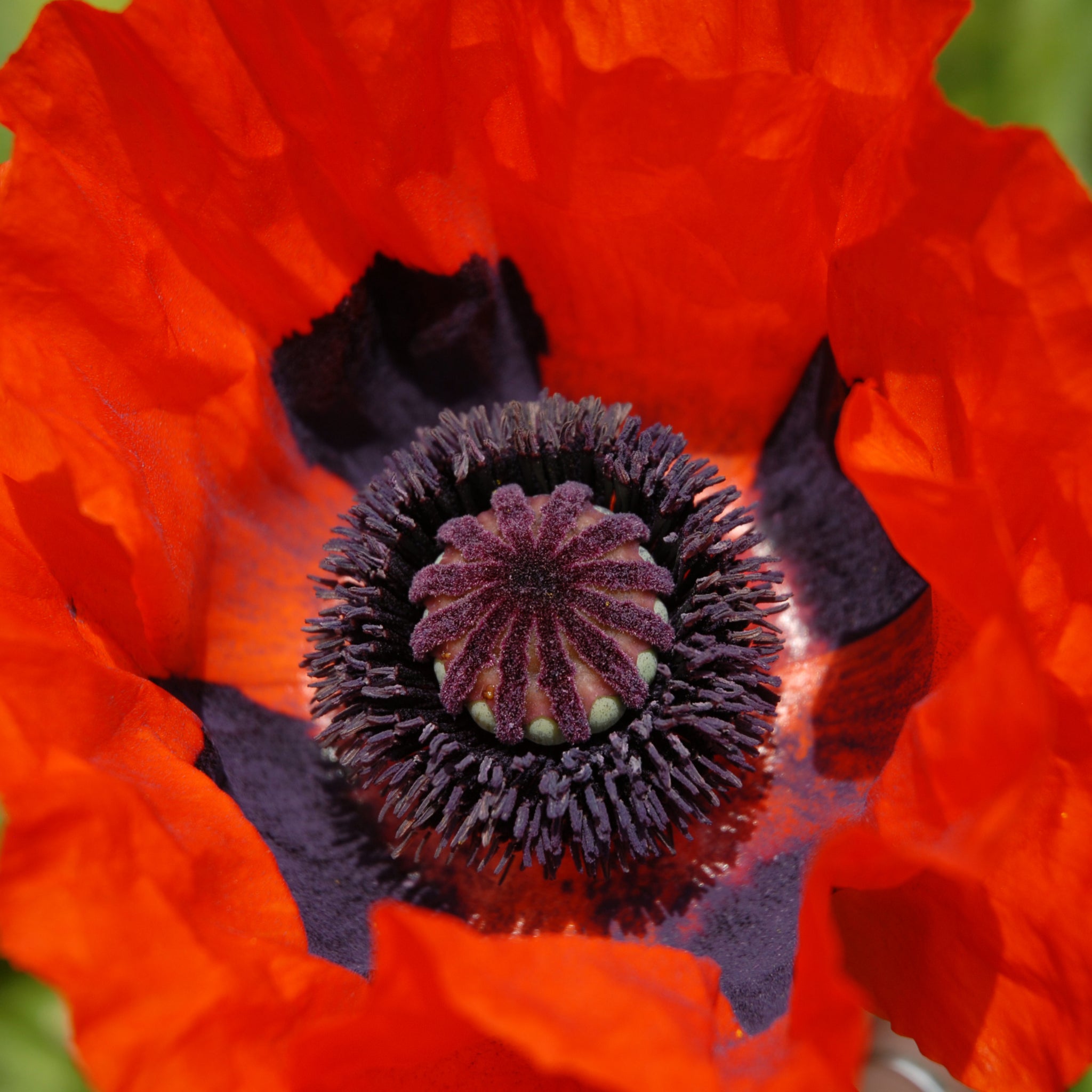 Poppy 'Brilliant' 2L
