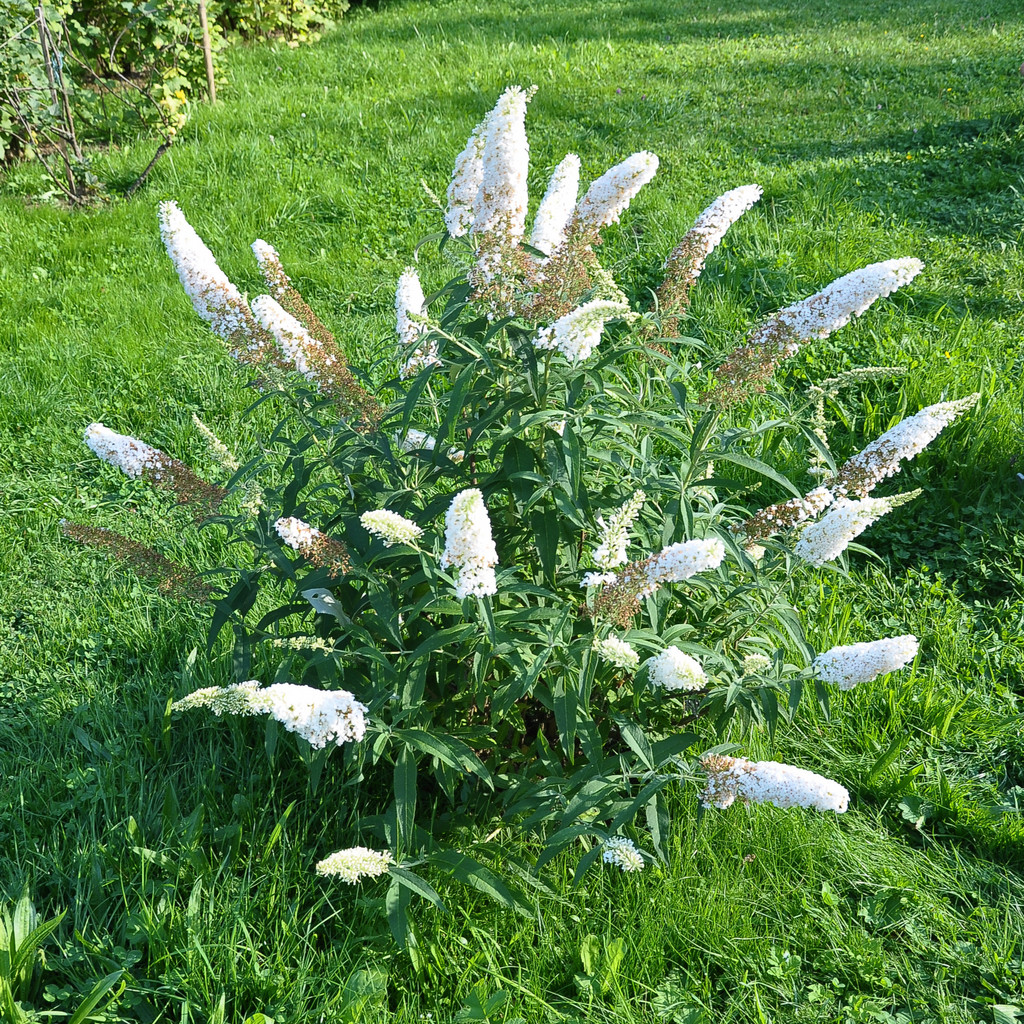 Buddleja Butterfly Candy 'Little White' 9cm/1L/3L