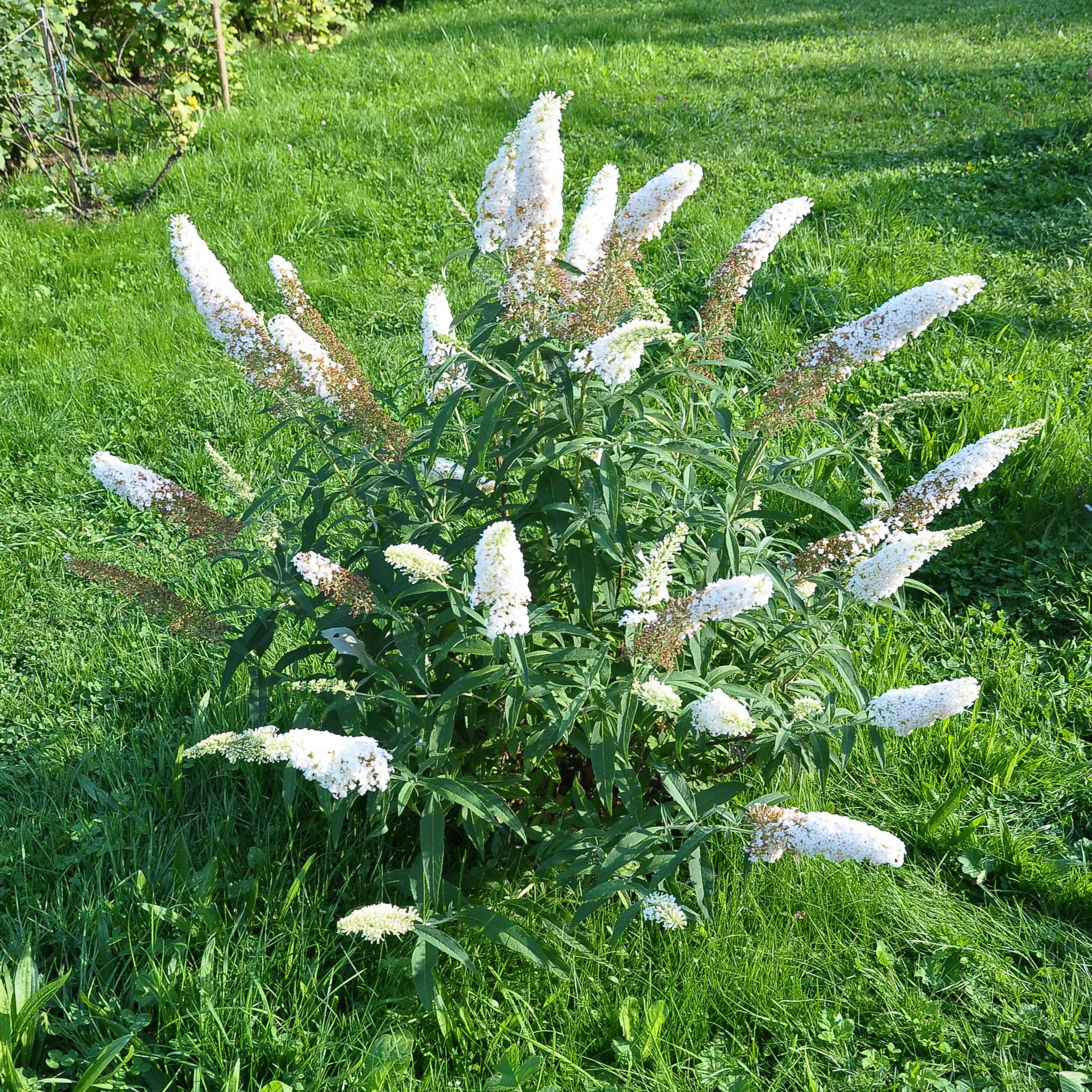 Buddleja Butterfly Candy 'Little White' 9cm/1L/3L