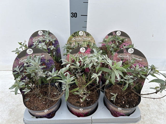 Buddleja Butterfly Candy 'Little White' 9cm/1L/3L
