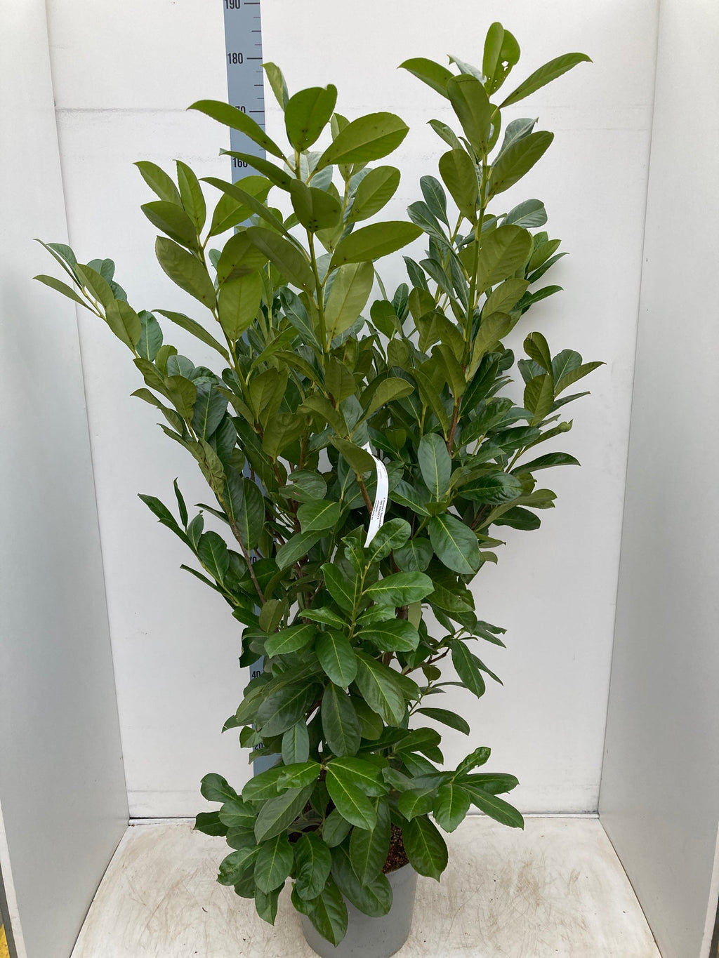 7ft Established Bushy Potted Cherry Laurel Hedge Plants 200-210cm (Multi-Buy Offers Available)