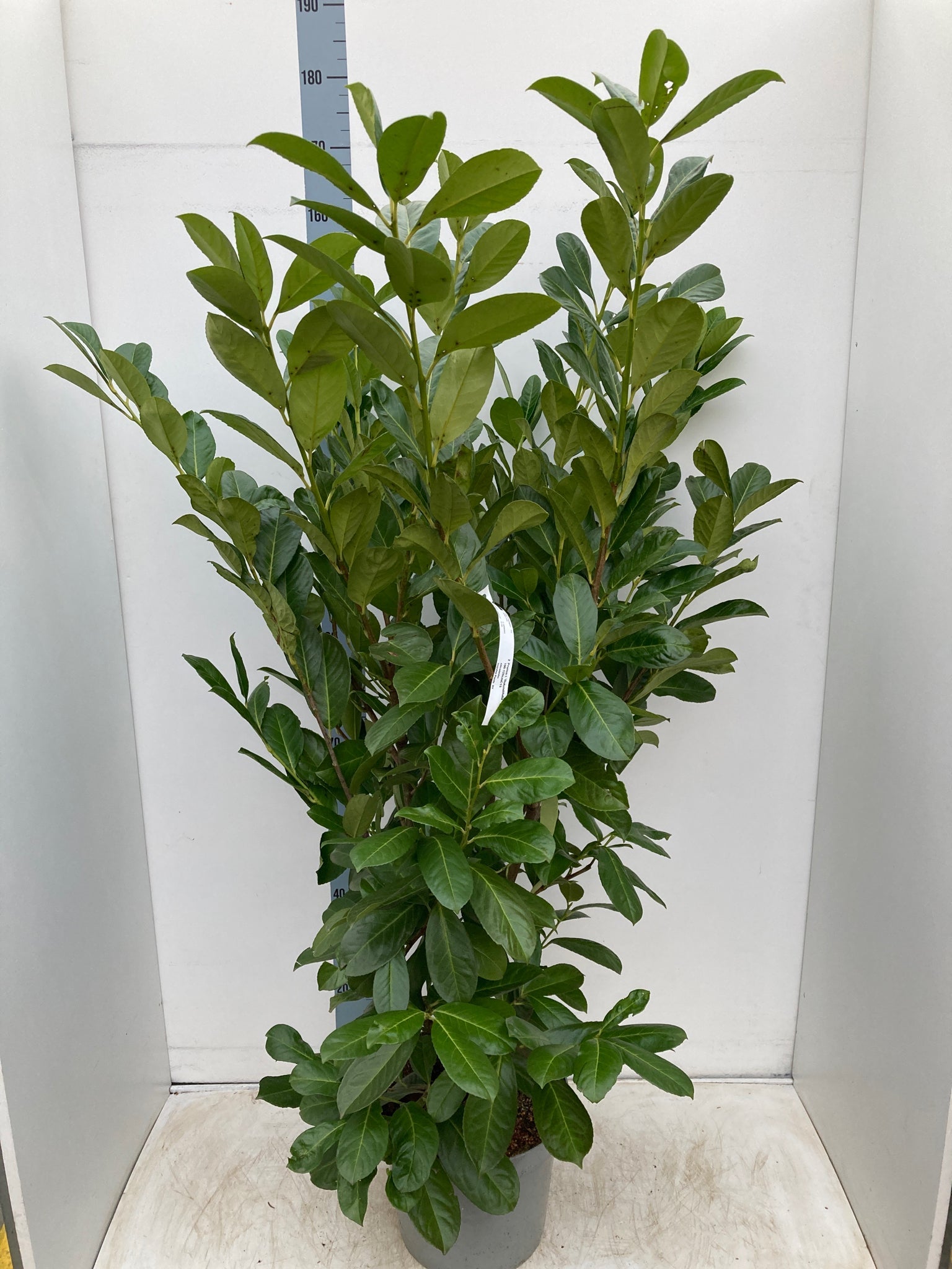 7ft Established Bushy Potted Cherry Laurel Hedge Plants 200-210cm (Multi-Buy Offers Available)