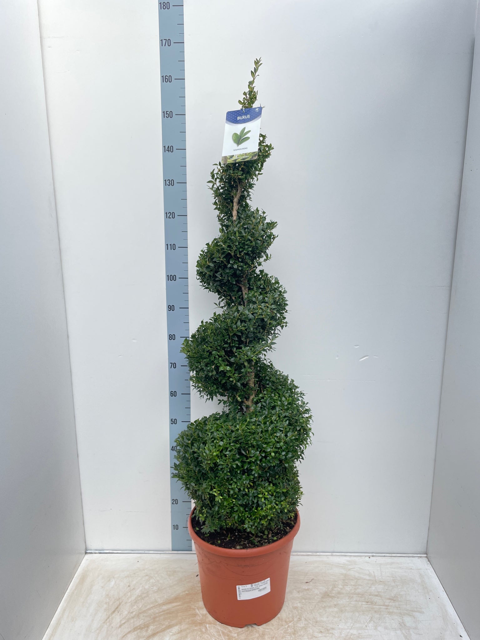 Buxus Spiral | Buxus sempervirens Topiary | Box Spiral