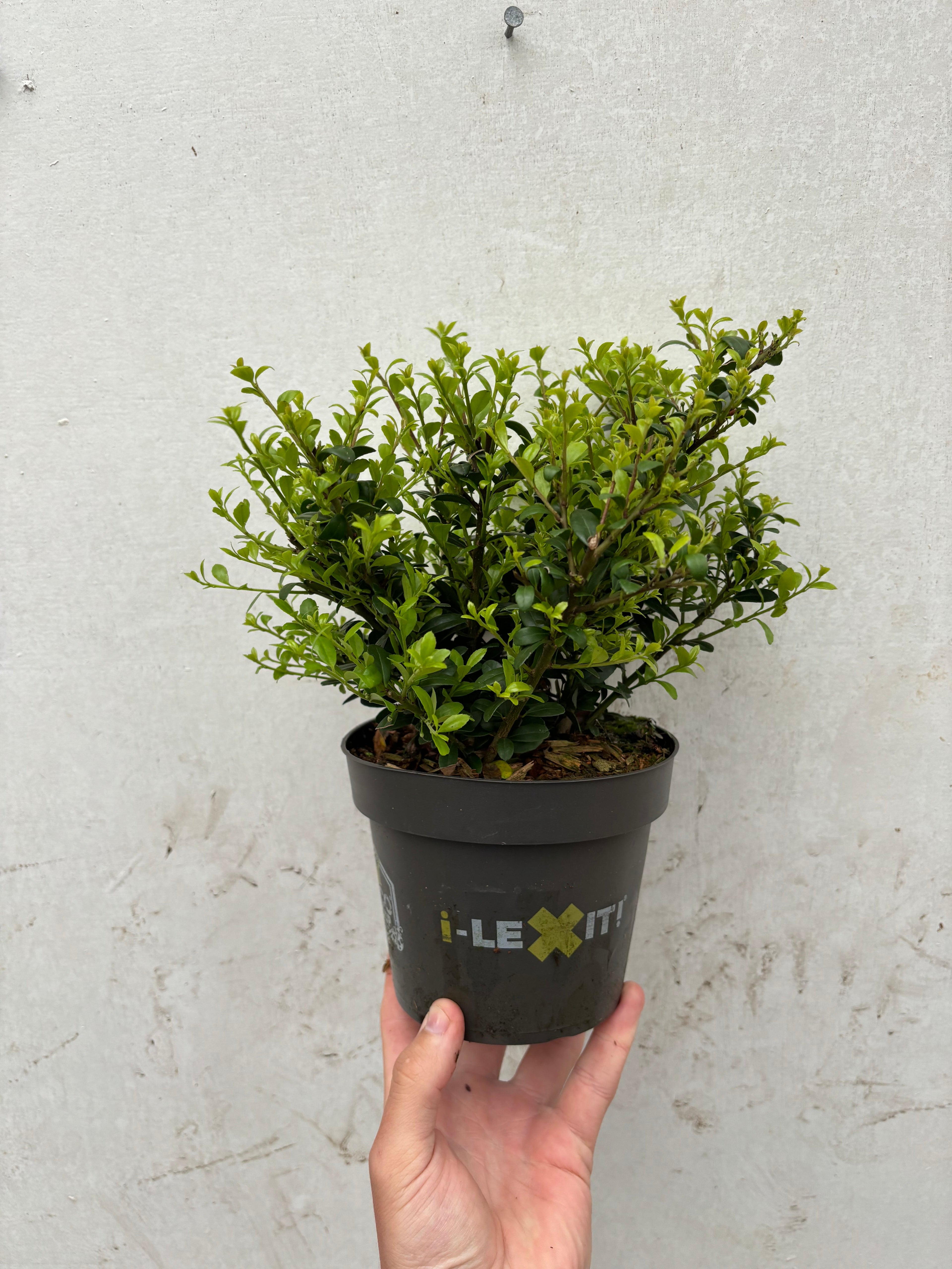 Ilex crenata Dark Green 9cm / 1L