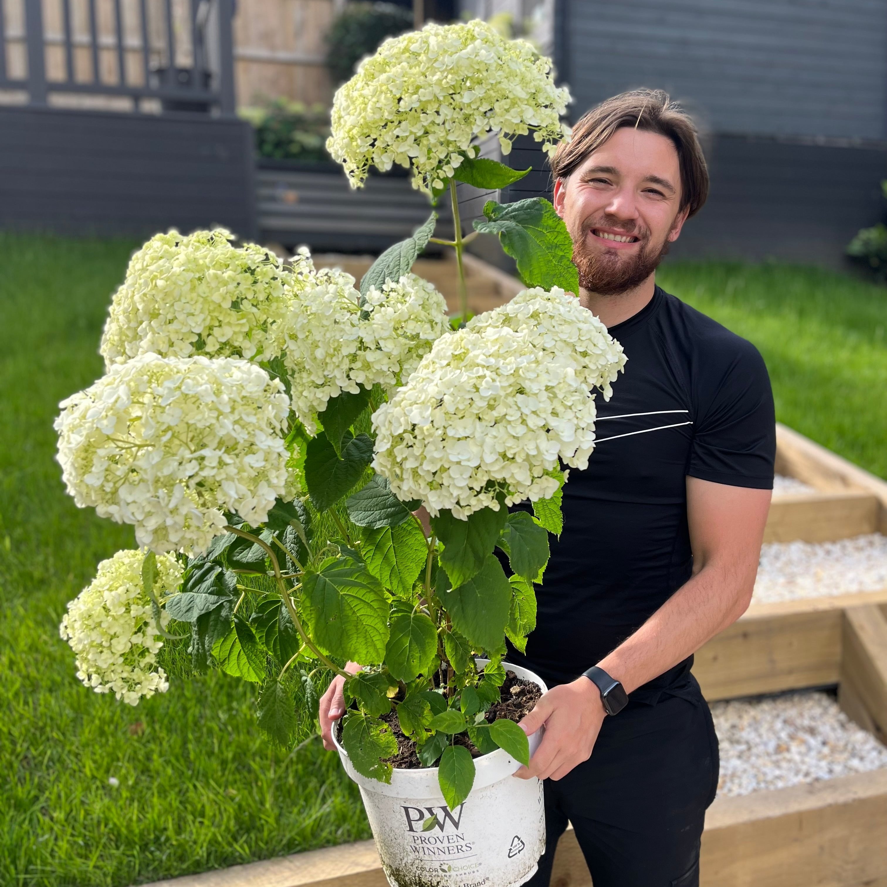 Hydrangea arborescens 'Incrediball' / 'Strong Annabelle' 3L / 5L / 7.5L / 10L / 20L