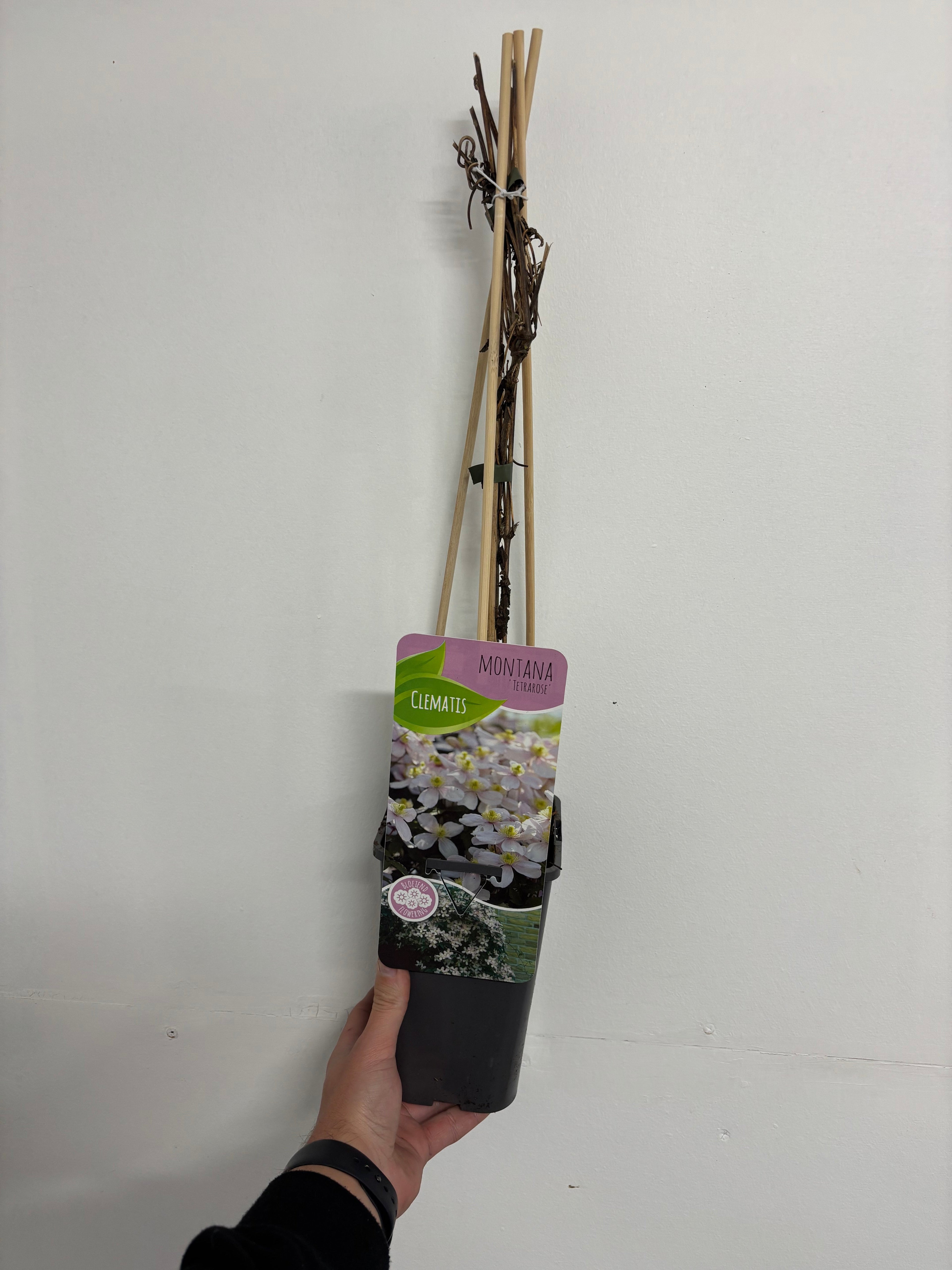 Clematis montana 'Tetrarose' 60cm