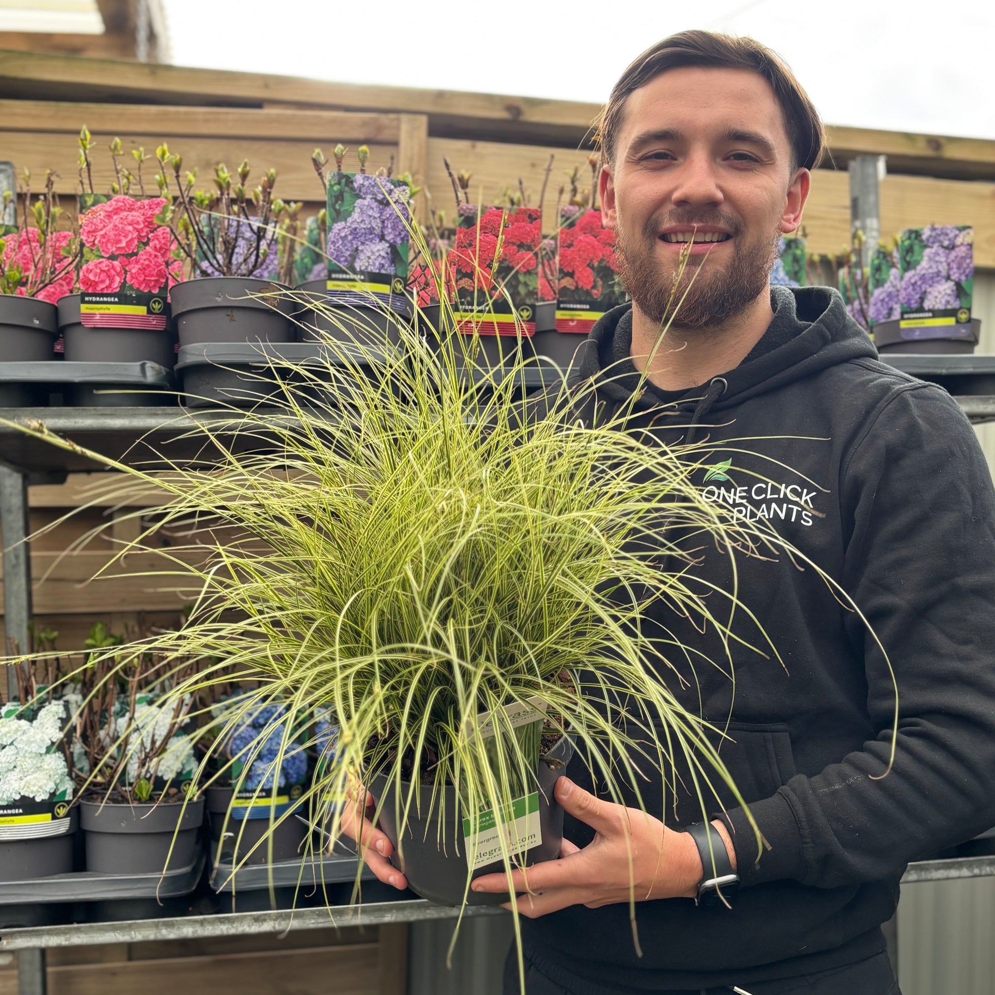 Carex brunnea 'Variegata' 3L