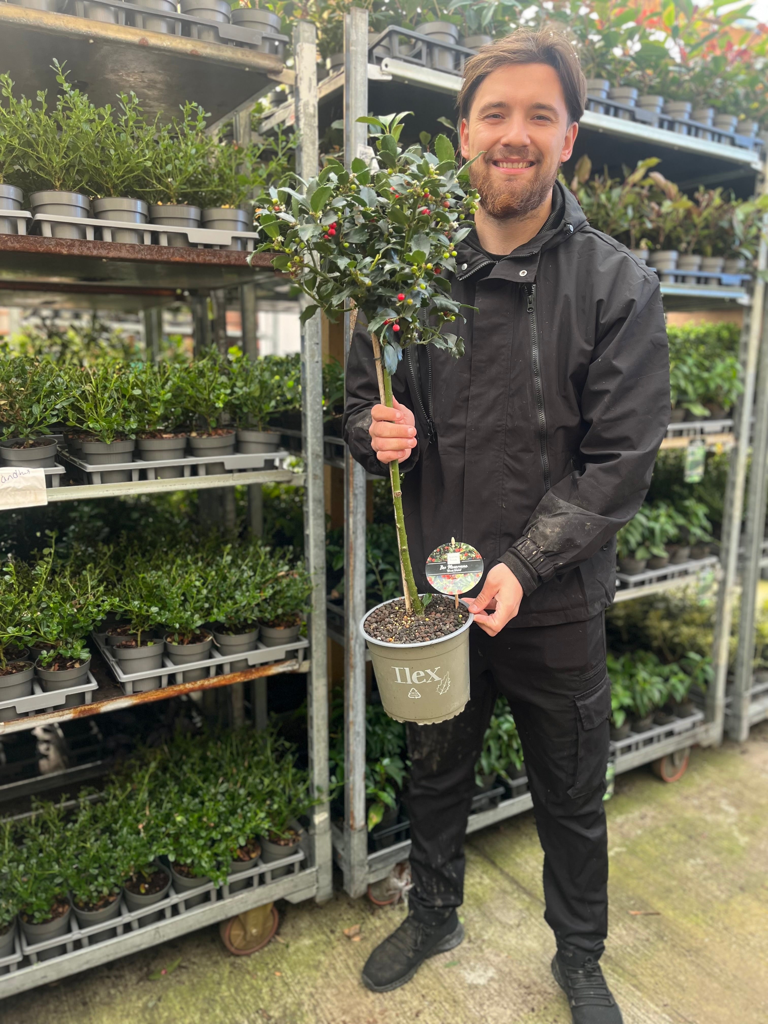 Standard Holly Tree | Ilex meserveae 'Blue Maid' | 50-60cm, 80-90cm