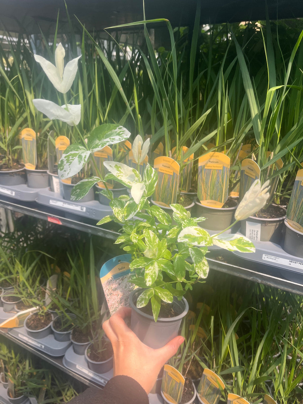 Salix integra 'Flamingo' Shrub 9cm / 1L / 1.5L