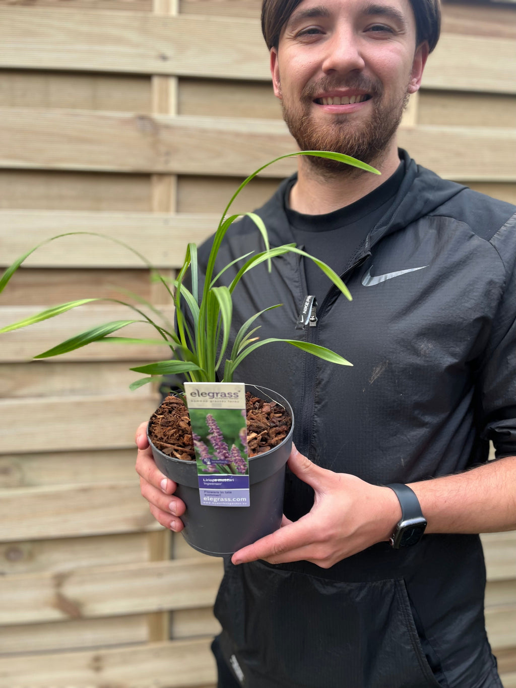 Liriope muscari ingwersen 1.4L