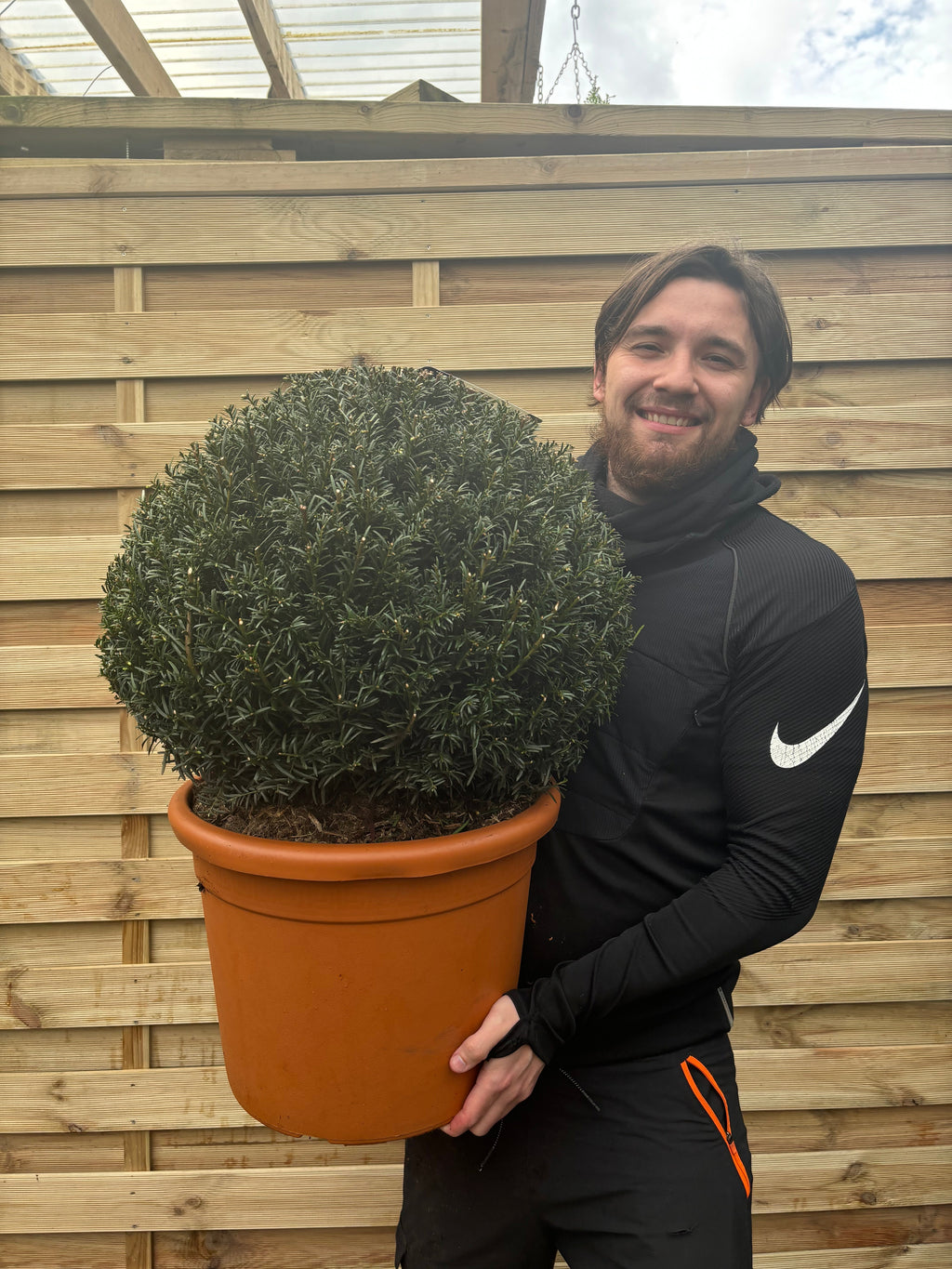 Yew Ball - Taxus Baccata Ball 6L / 7L / 10L / 22L