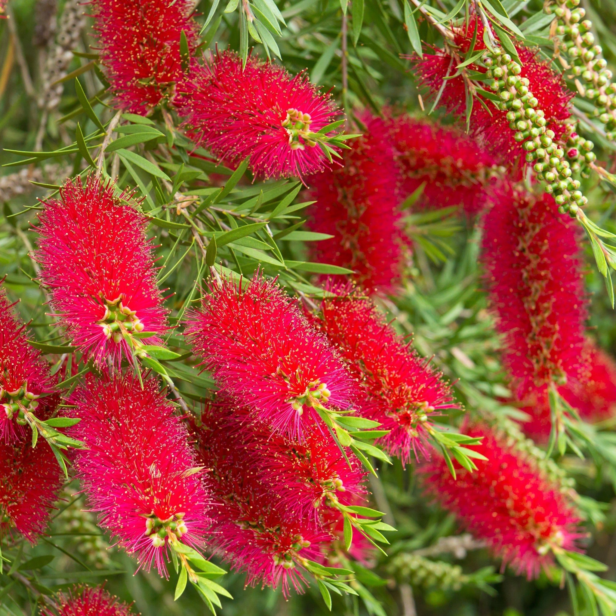 Standard Callistemon - Bottle Brush (70-80cm)