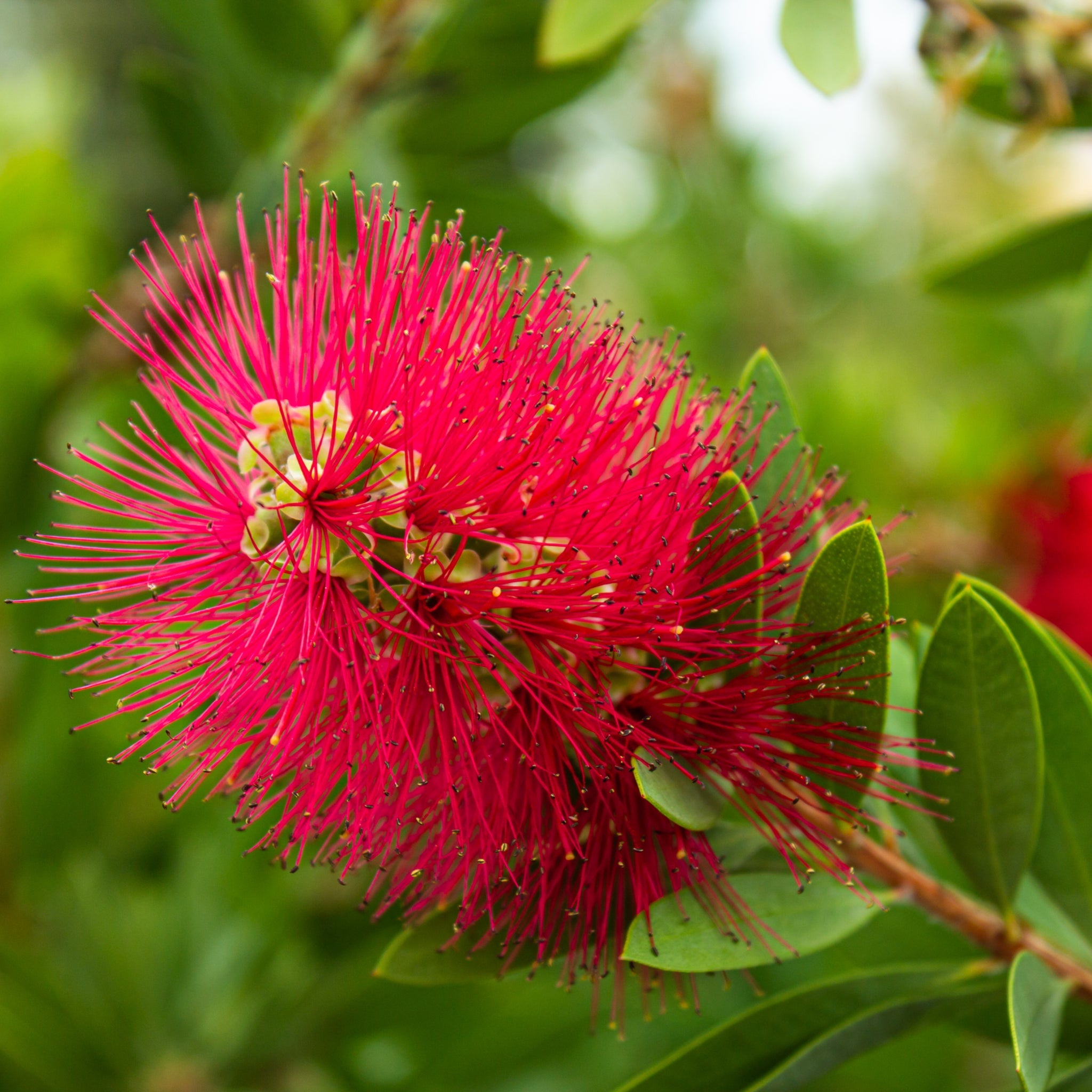 Standard Callistemon 'Kingpark' (Bottle Brush) 4L (90-100cm)