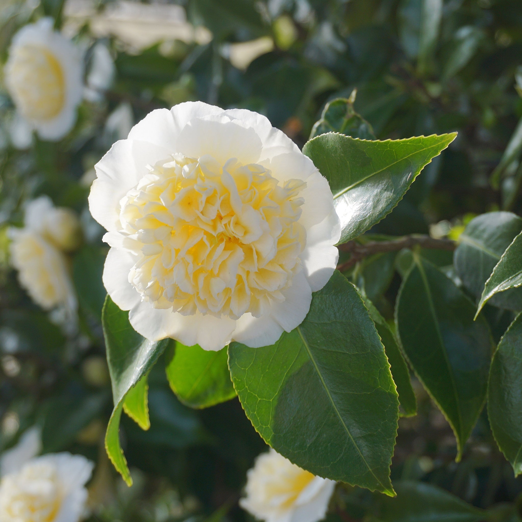 Camellia japonica 'Nobilissima' 9cm, 20-30cm height