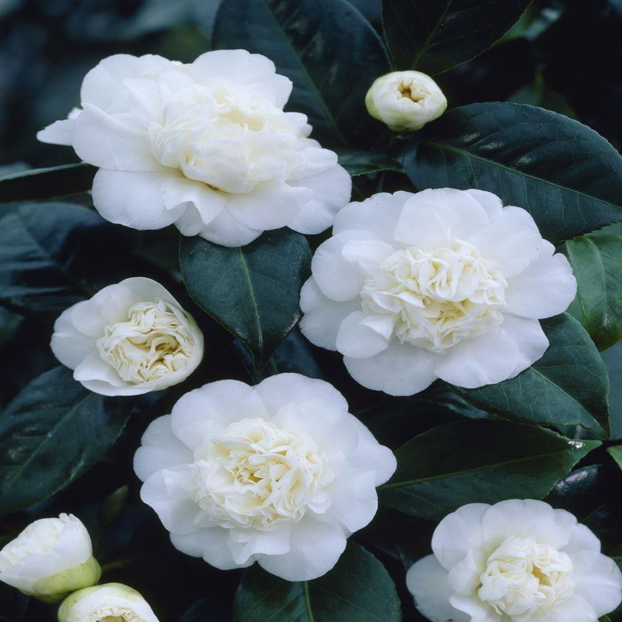 Camellia japonica 'Nobilissima' 9cm, 20-30cm height