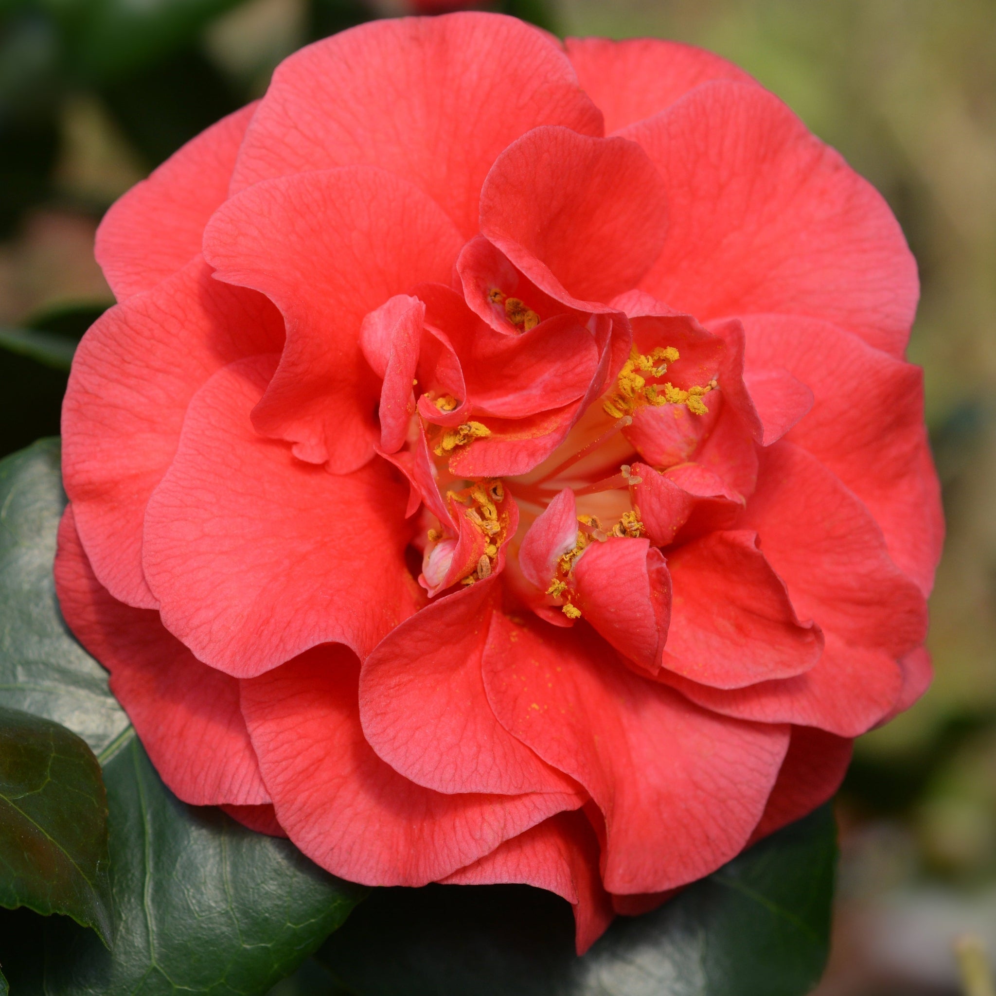 Camellia japonica 'Lady Campbell' 3L