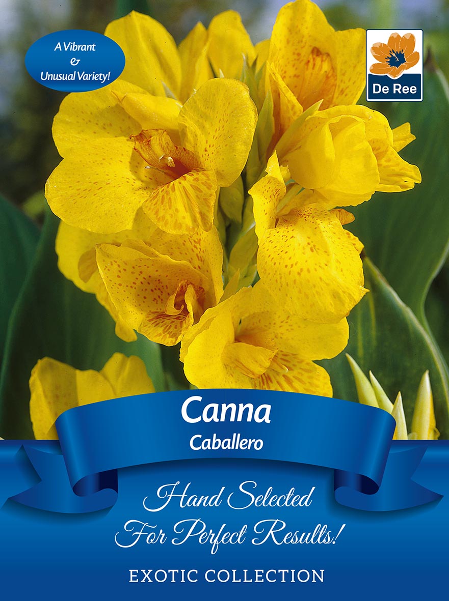 Canna 'Caballero' | Exotic Collection | 1 Bulb