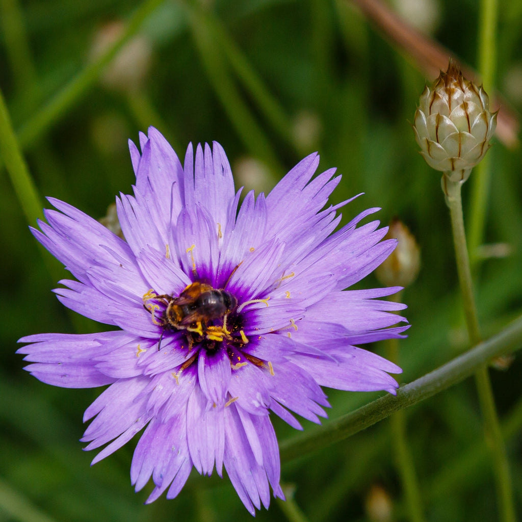 Catananche caerulea 9cm/2L