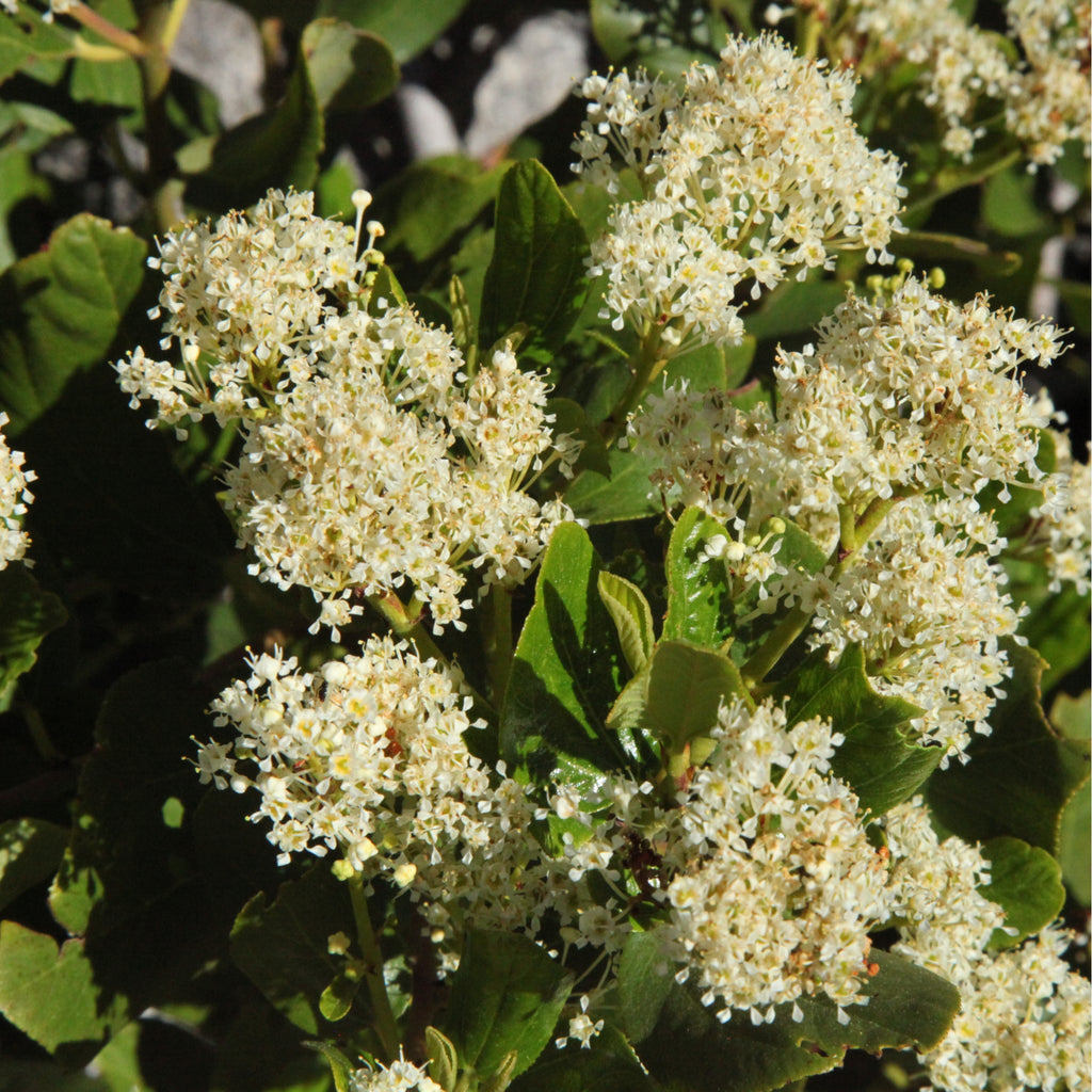 Ceanothus thyrsiflorus 'Snow Flurries' | Evergreen, White Californian Lilac | 2L