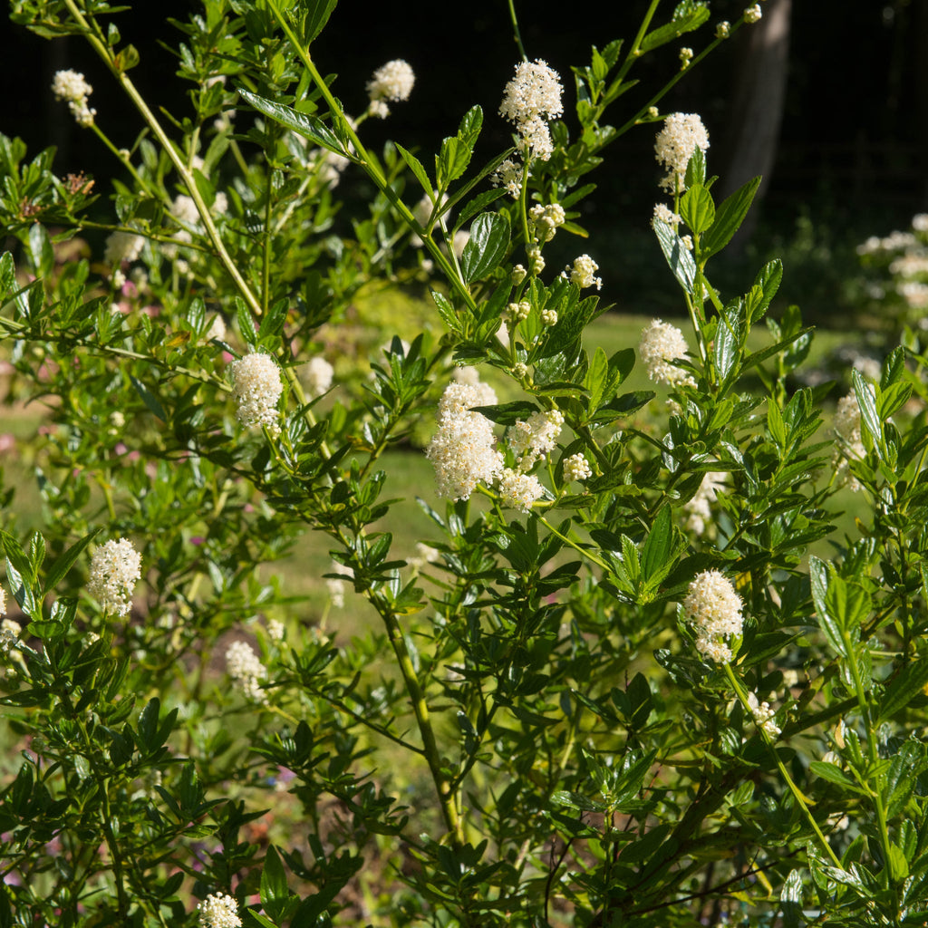 Ceanothus thyrsiflorus 'Snow Flurries' | Evergreen, White Californian Lilac | 2L