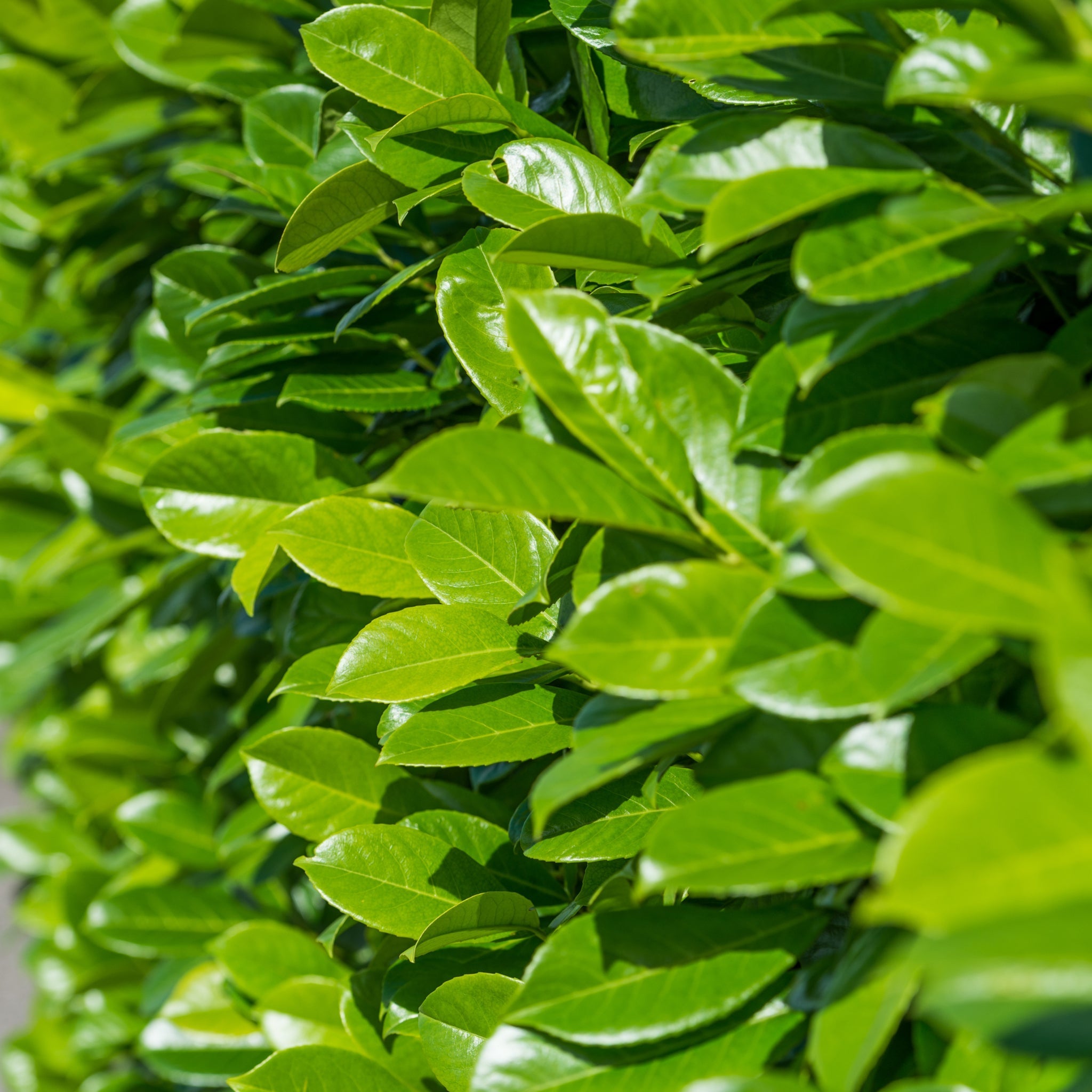 1ft (20-30cm) Potted Cherry Laurel Hedge Plants