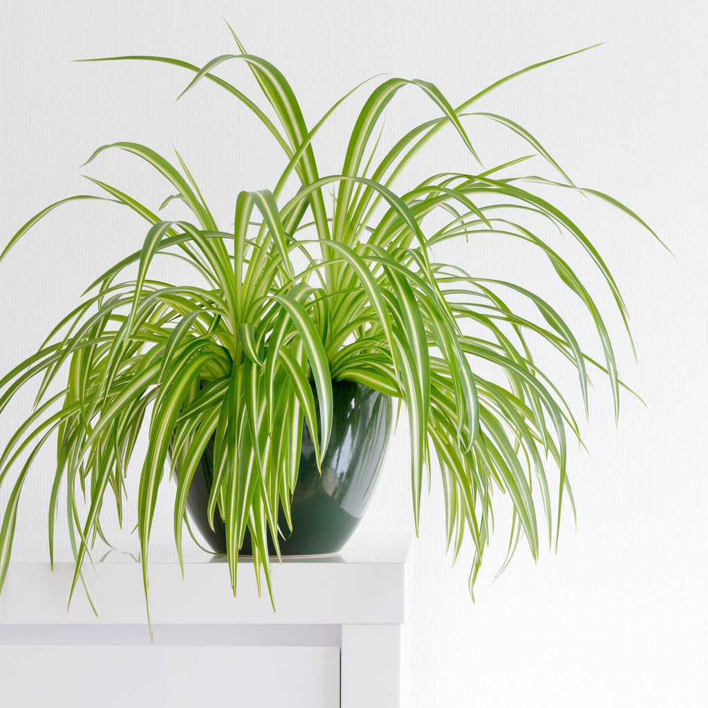 Chlorophytum variagata (Spider Plant) 25-30cm