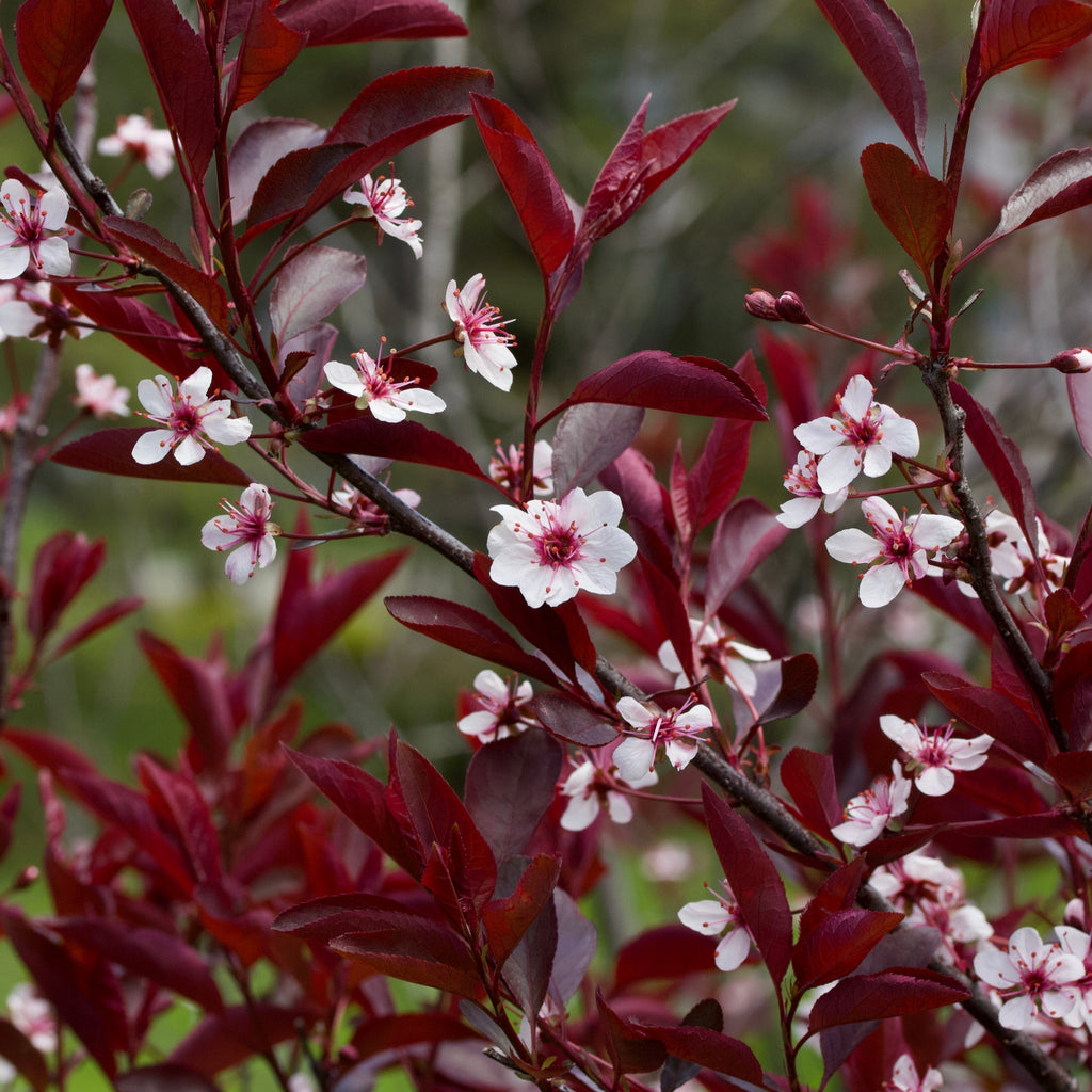 Dwarf/Patio Ornamental Flowering Cherry Blossom Tree - 'Cistena' 100-120cm