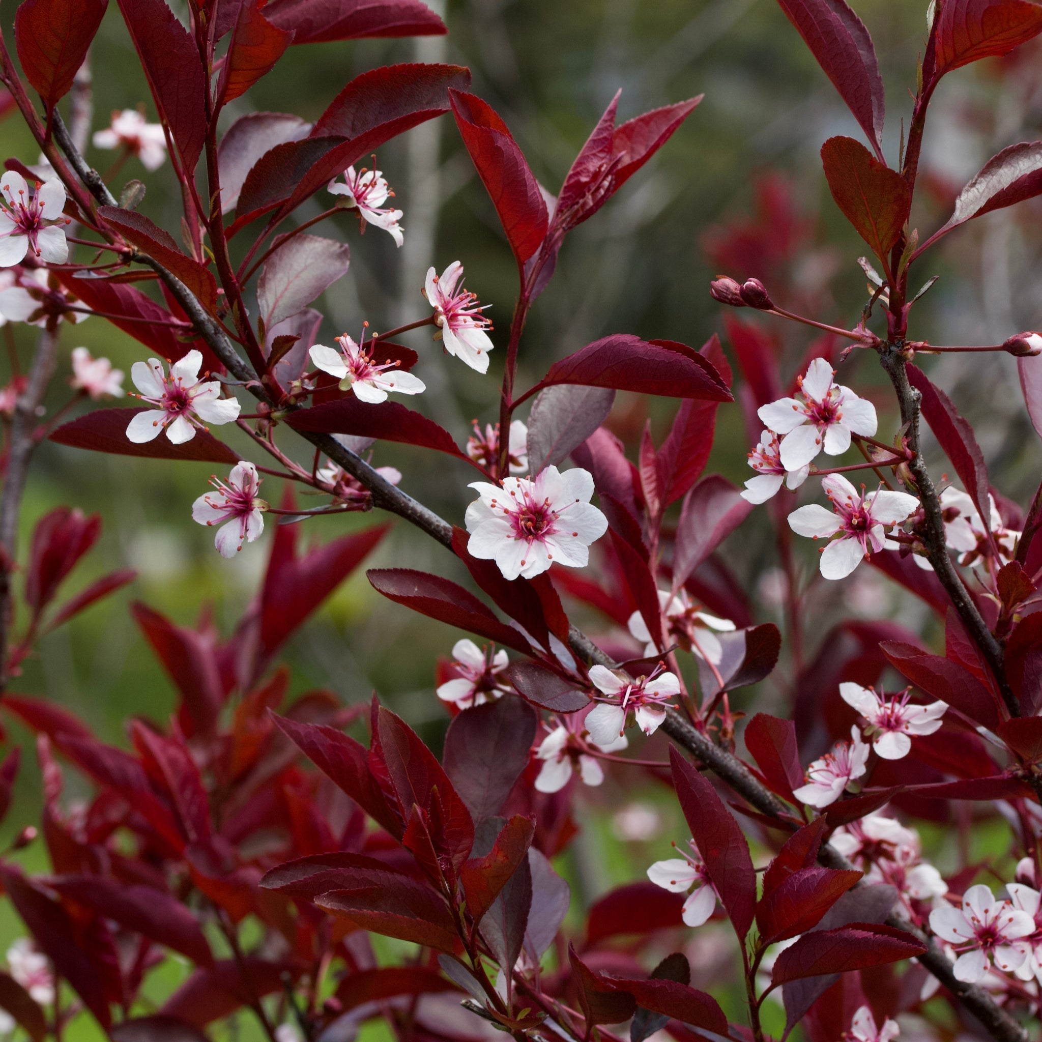 Dwarf/Patio Ornamental Flowering Cherry Blossom Tree - 'Cistena' 100-120cm