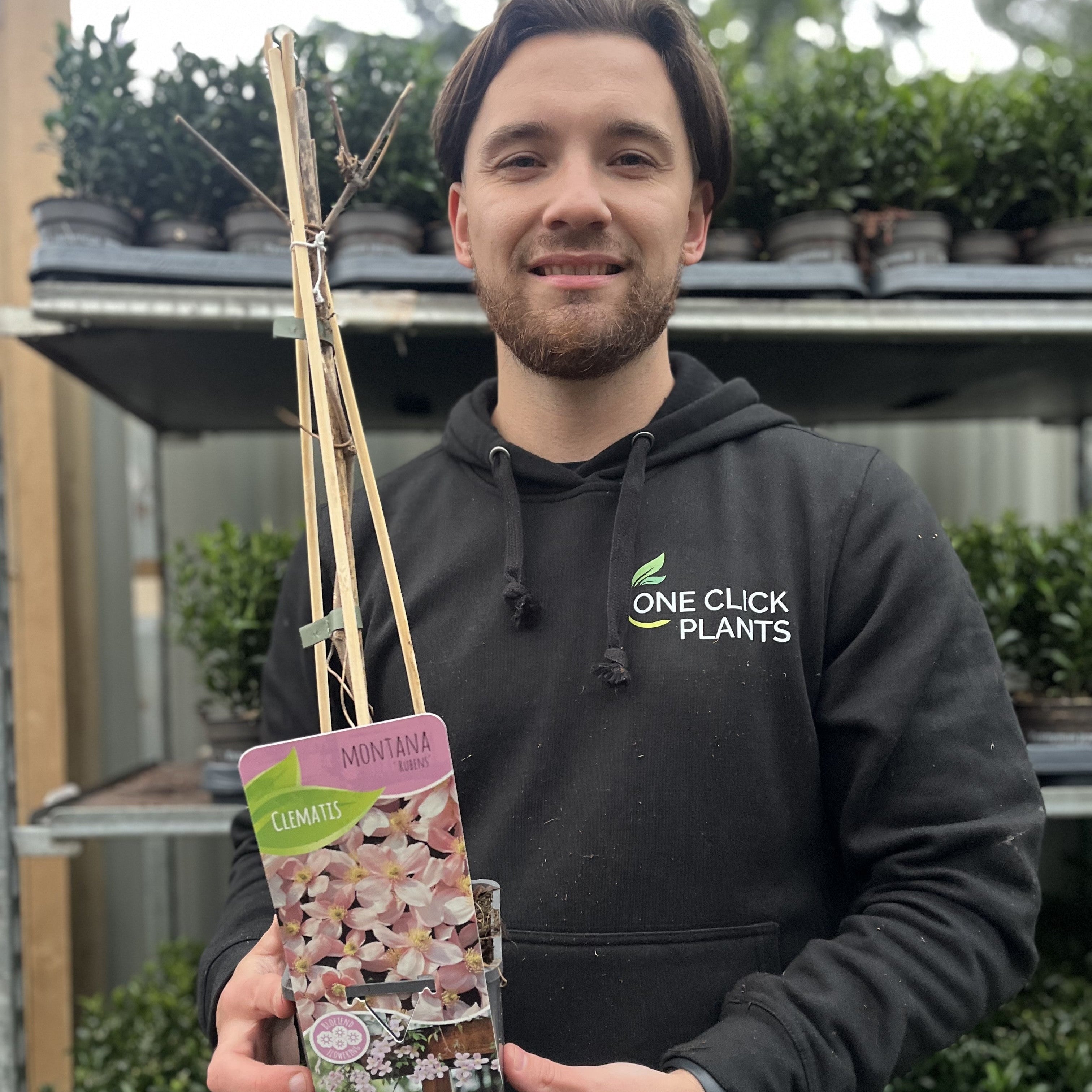 Clematis montana 'Rubens' 60cm