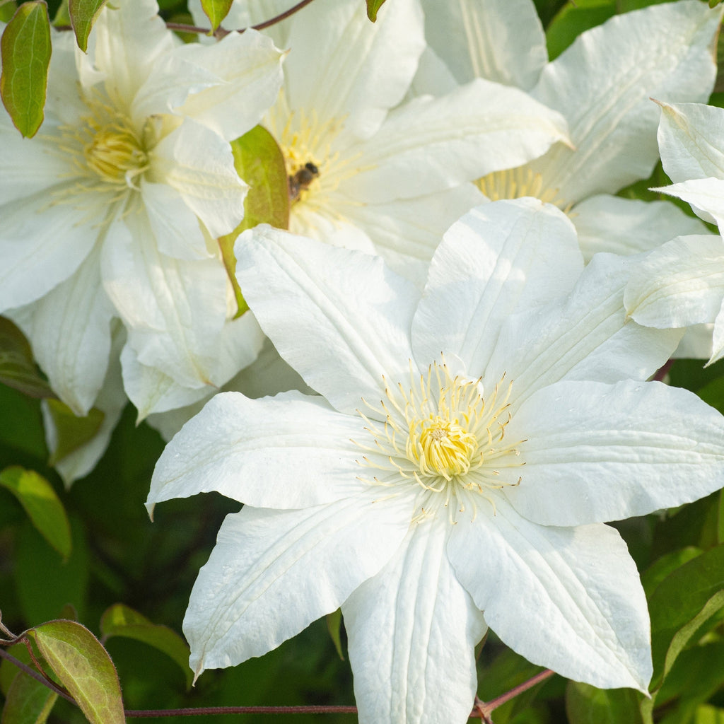 Clematis 'Early Sensation'