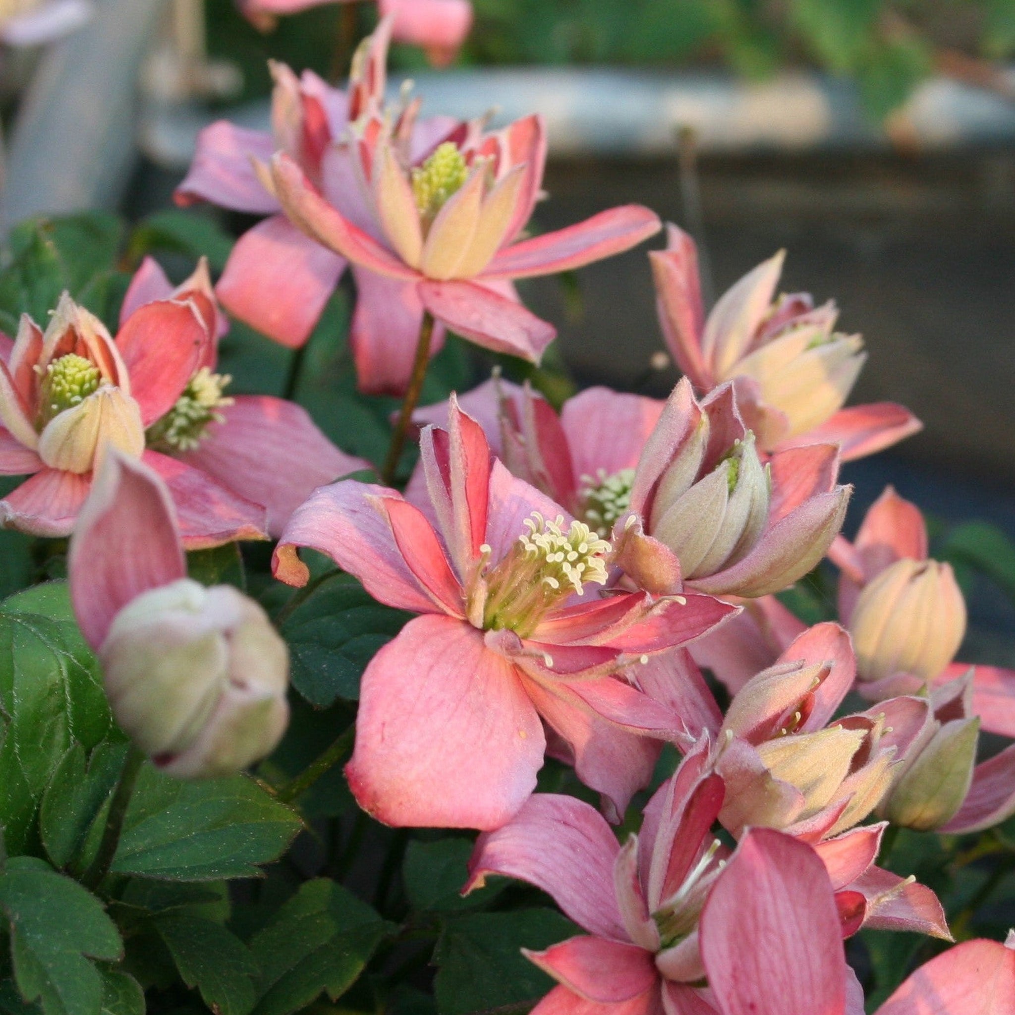 Clematis montana 'Marjorie' 60cm