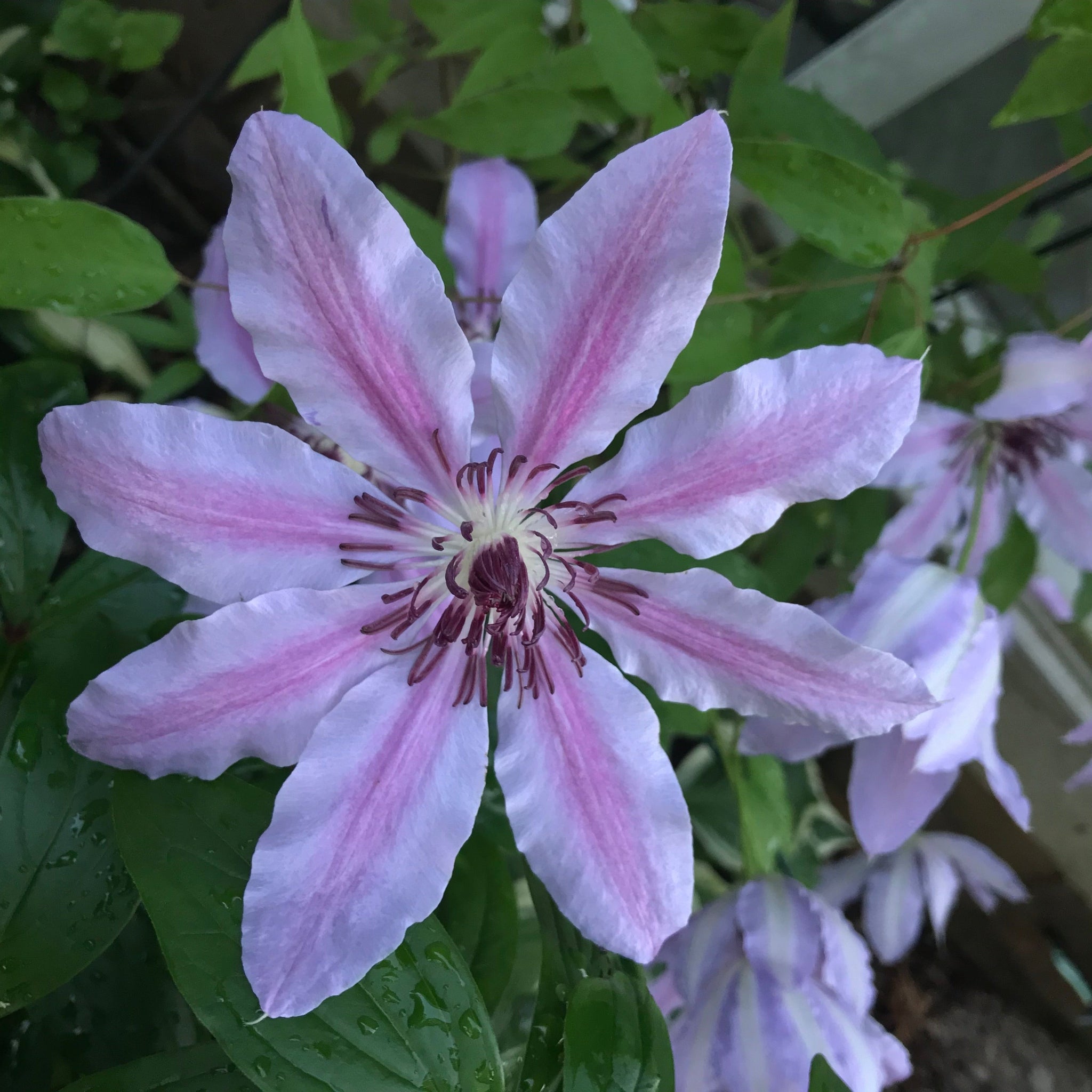 Clematis 'Nelly Moser'