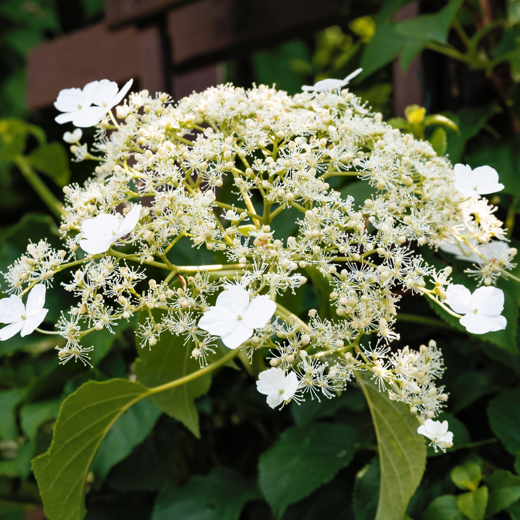 Climbing Hydrangea 'Hydrangea petiolaris' 2L (60-70cm)