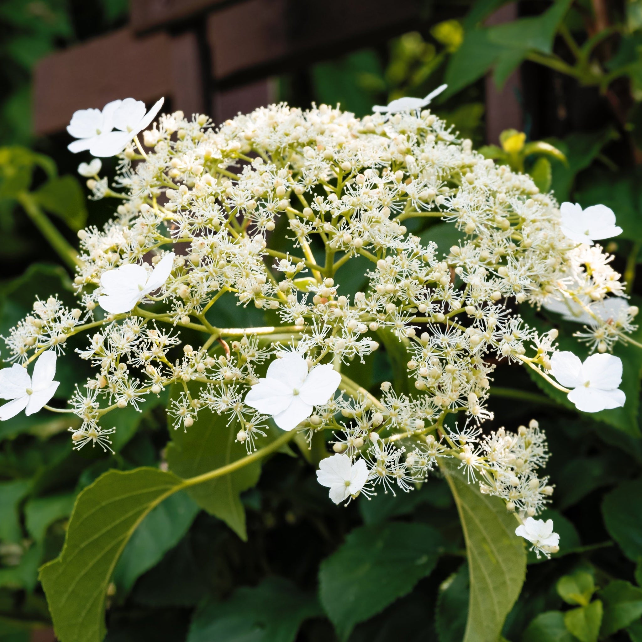 Climbing Hydrangea 'Hydrangea petiolaris' 2L (60-70cm)
