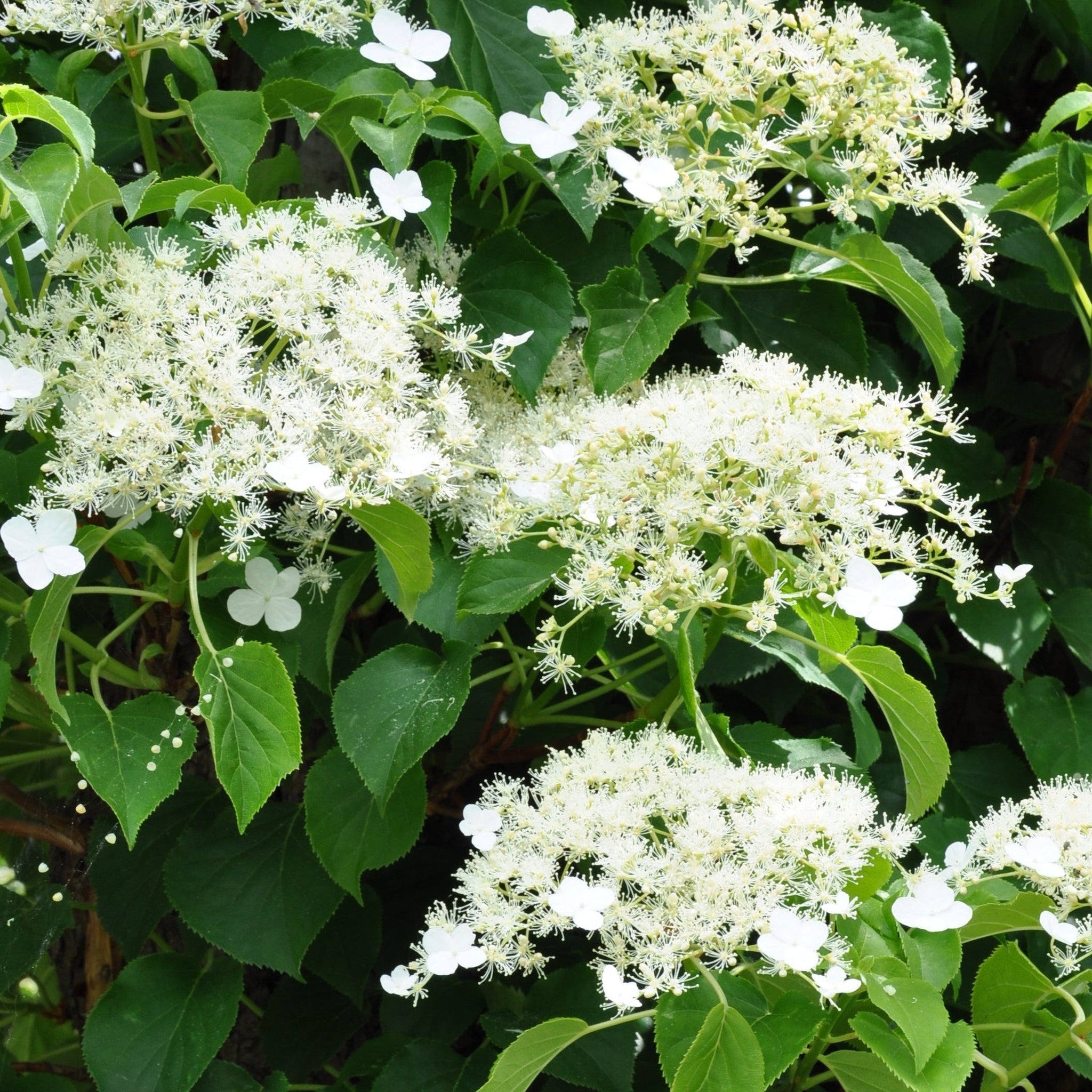 Climbing Hydrangea 'Hydrangea petiolaris' 2L (60-70cm)