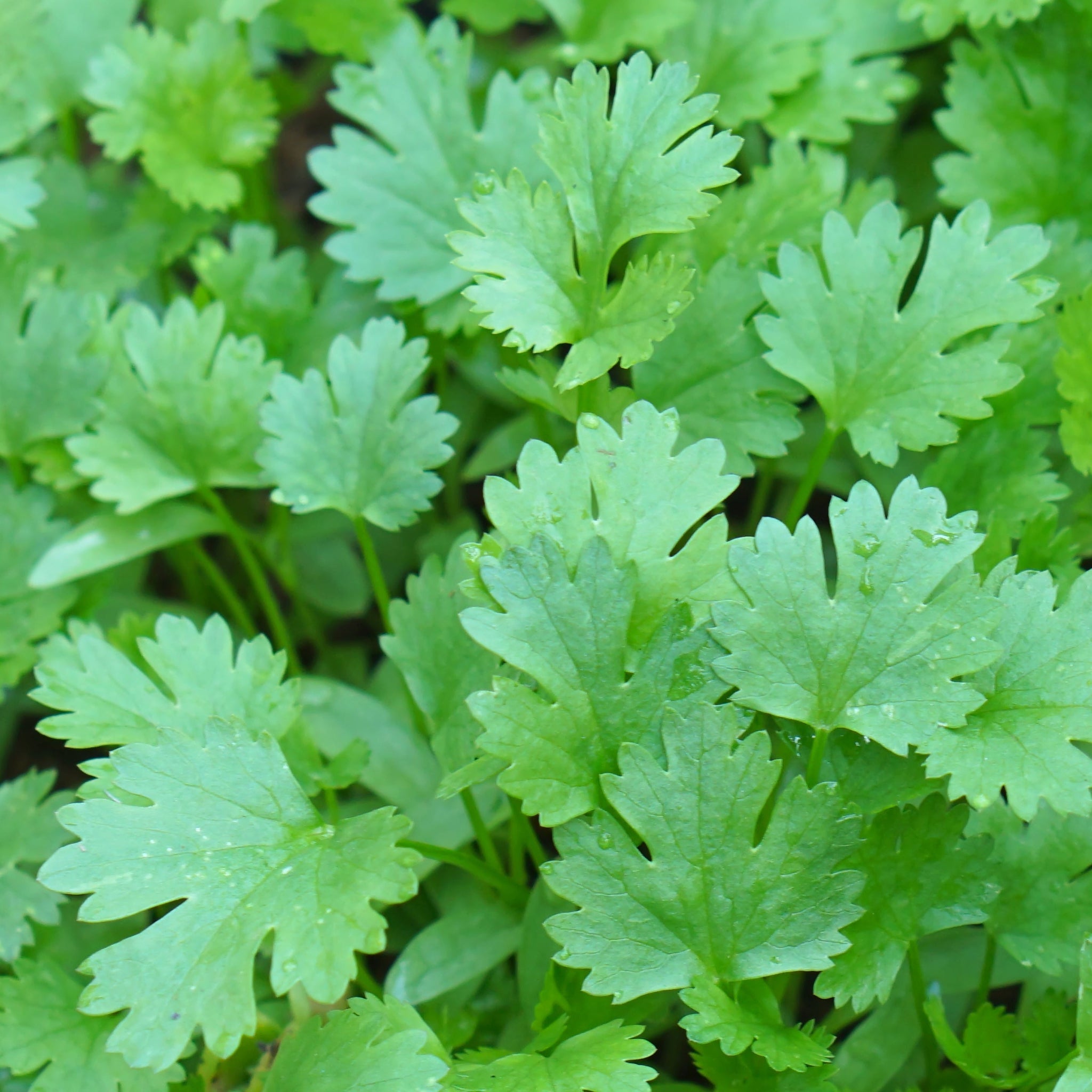 Coriander (Herb) 9cm