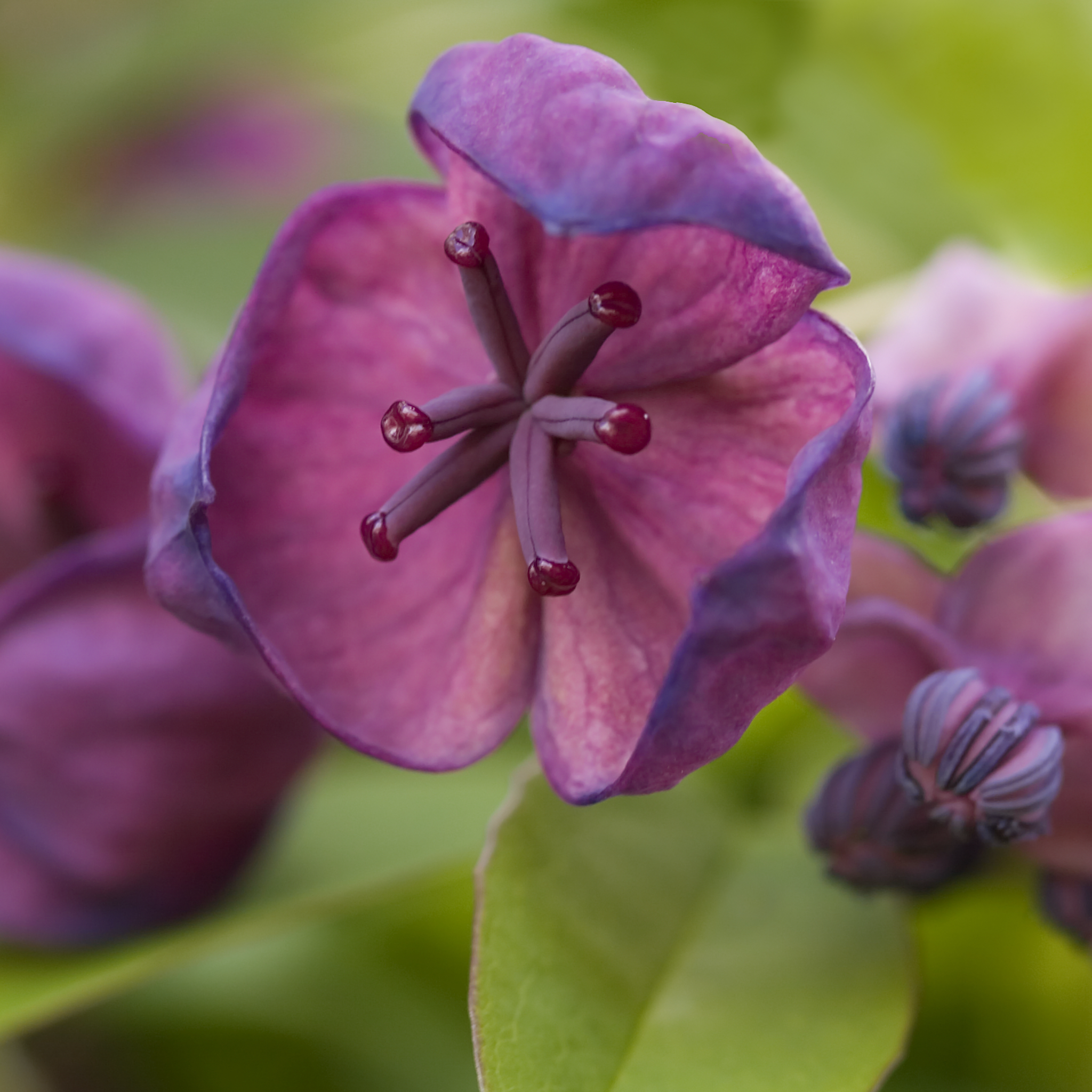 Akebia Quinata | Chocolate Vine | 60cm