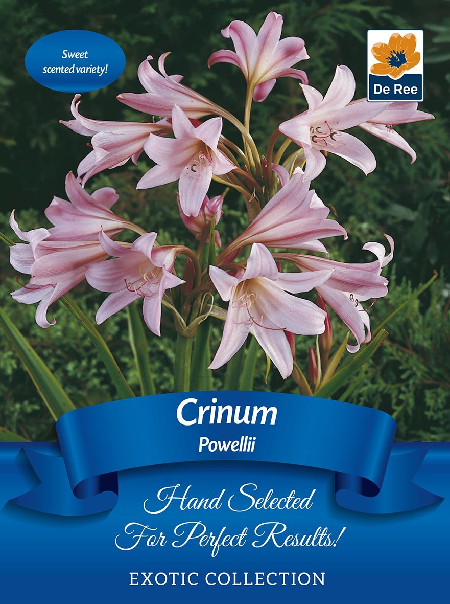 Crinum 'Powellii' | Exotic Collection | 1 Bulb