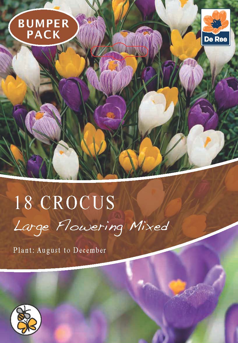 Crocus Large Flowering Mixed (15 Bulbs)
