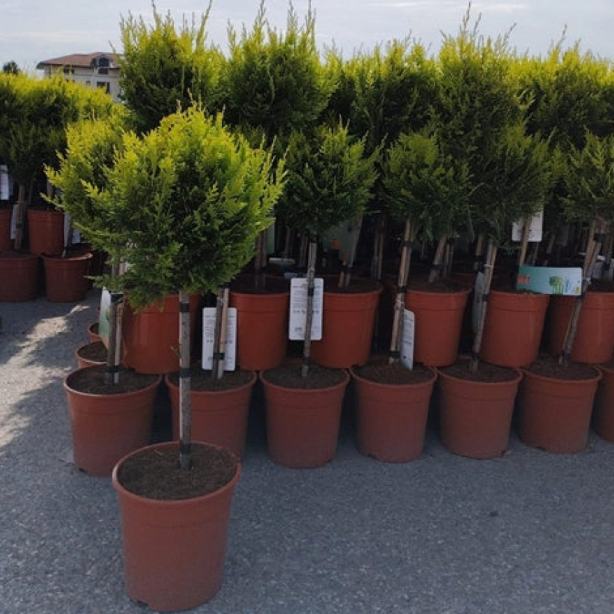 Special offer: Cupressus Conifer Lollipop 100cm (2 for £44.99)
