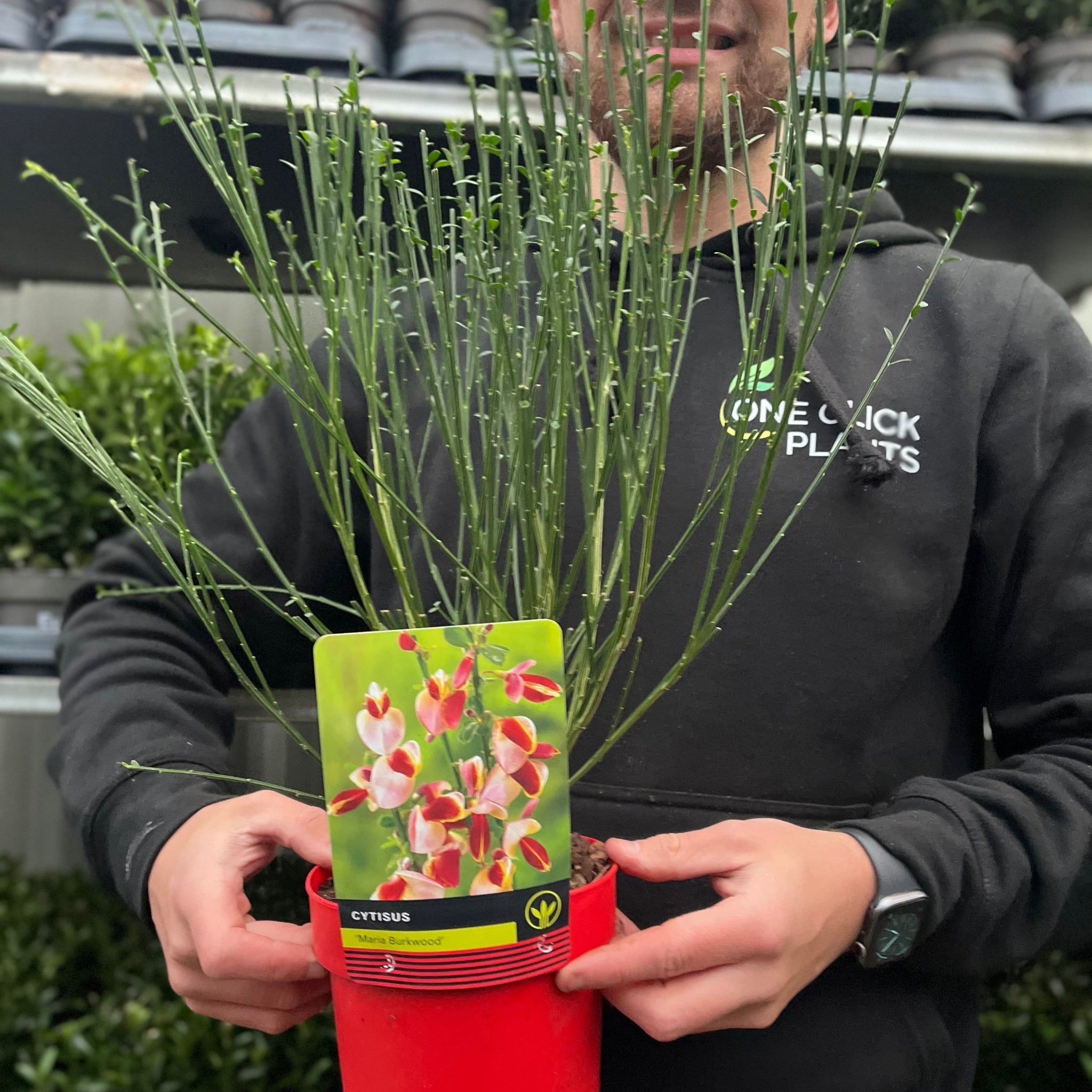 Cytisus 'Marie Burkwood' 1.5L