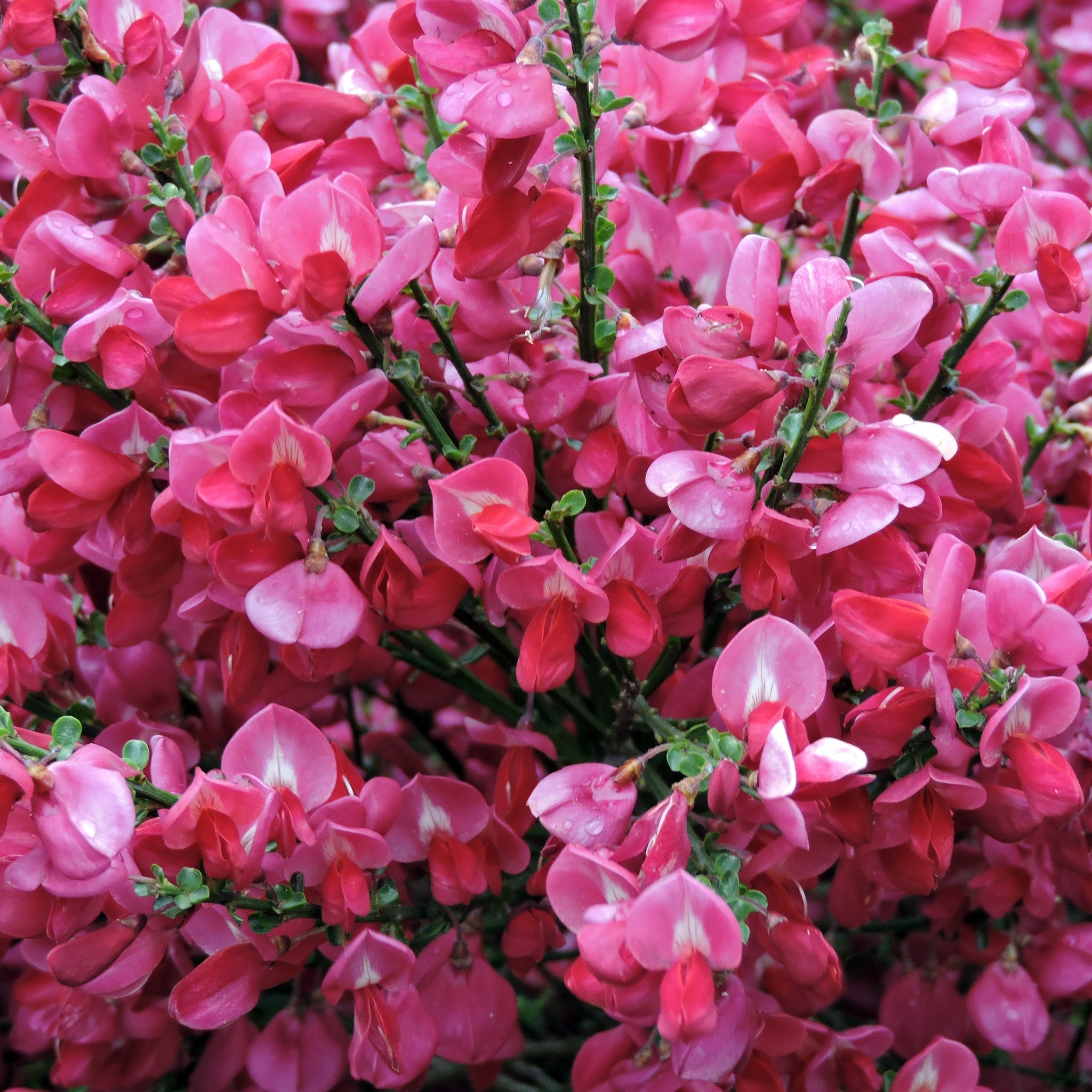 Cytisus 'Hollandia' (Broom) Pink 2L
