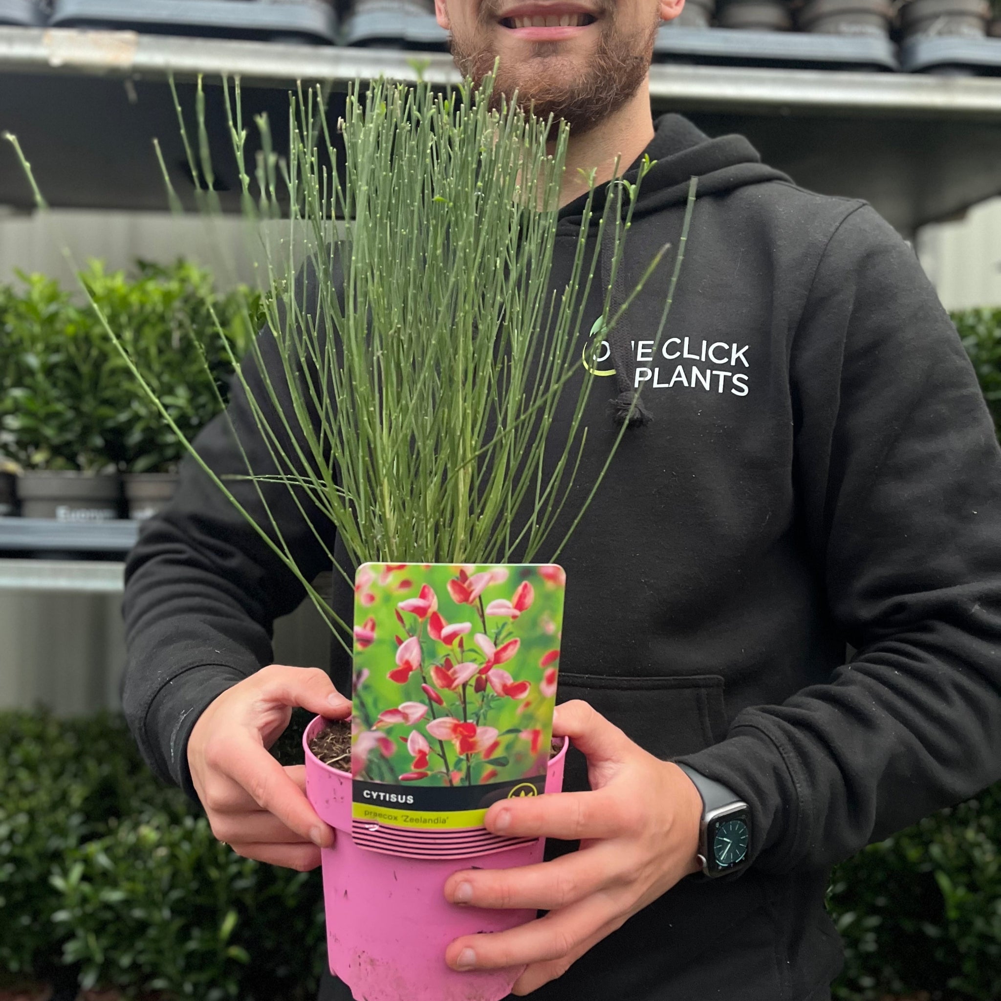 Cytisus praecox 'Zeelandia' 1.5L