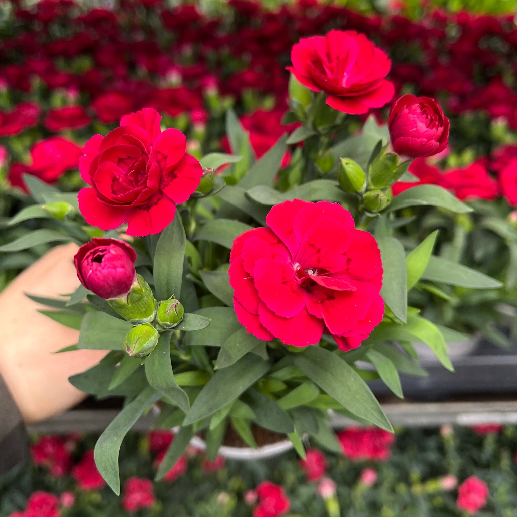 Dianthus Cherry Red 9cm