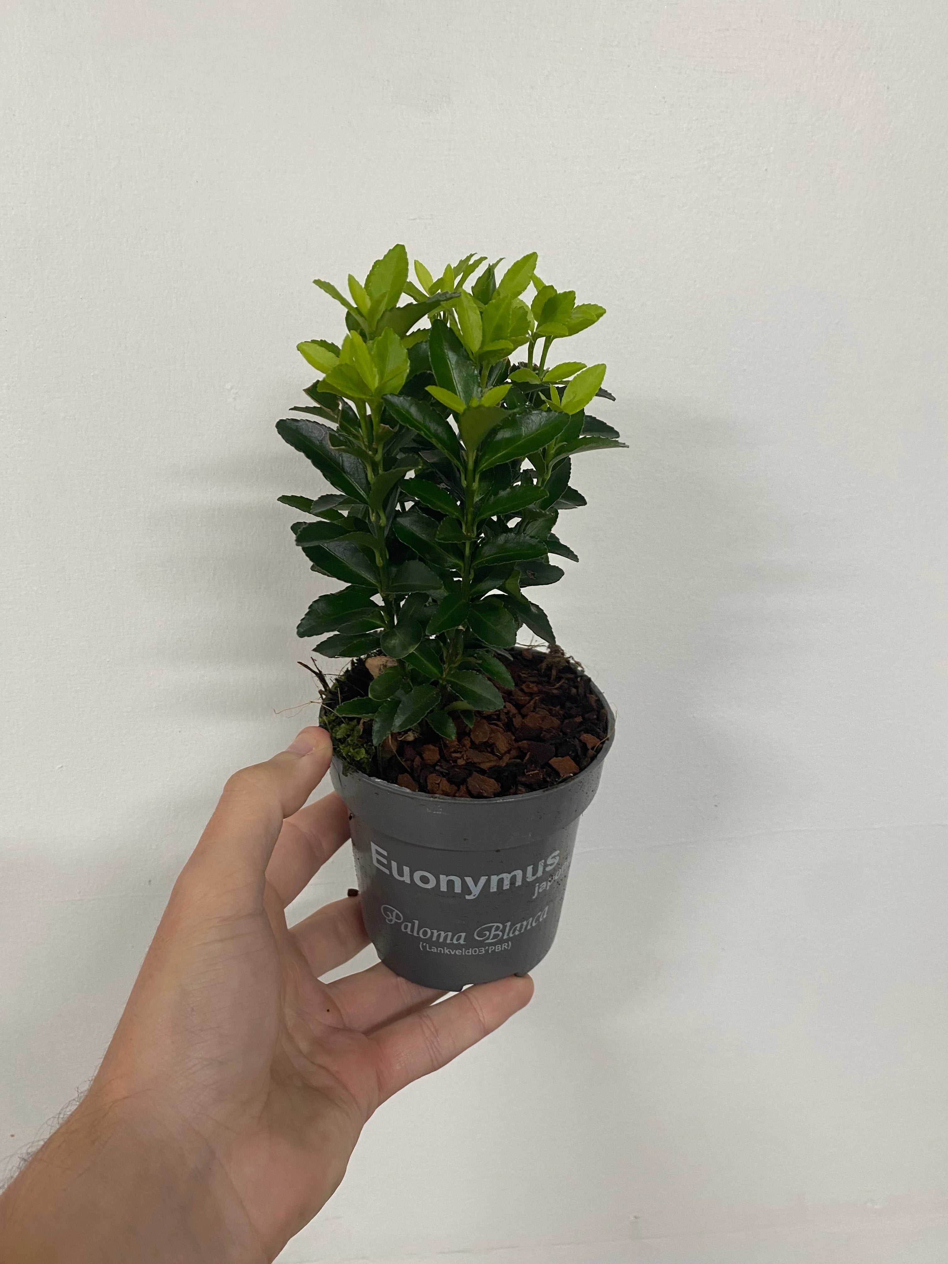 Euonymus fortunei 'Paloma Blanca' 9cm/1.5L/2L/5L (Multibuy Offers Available)