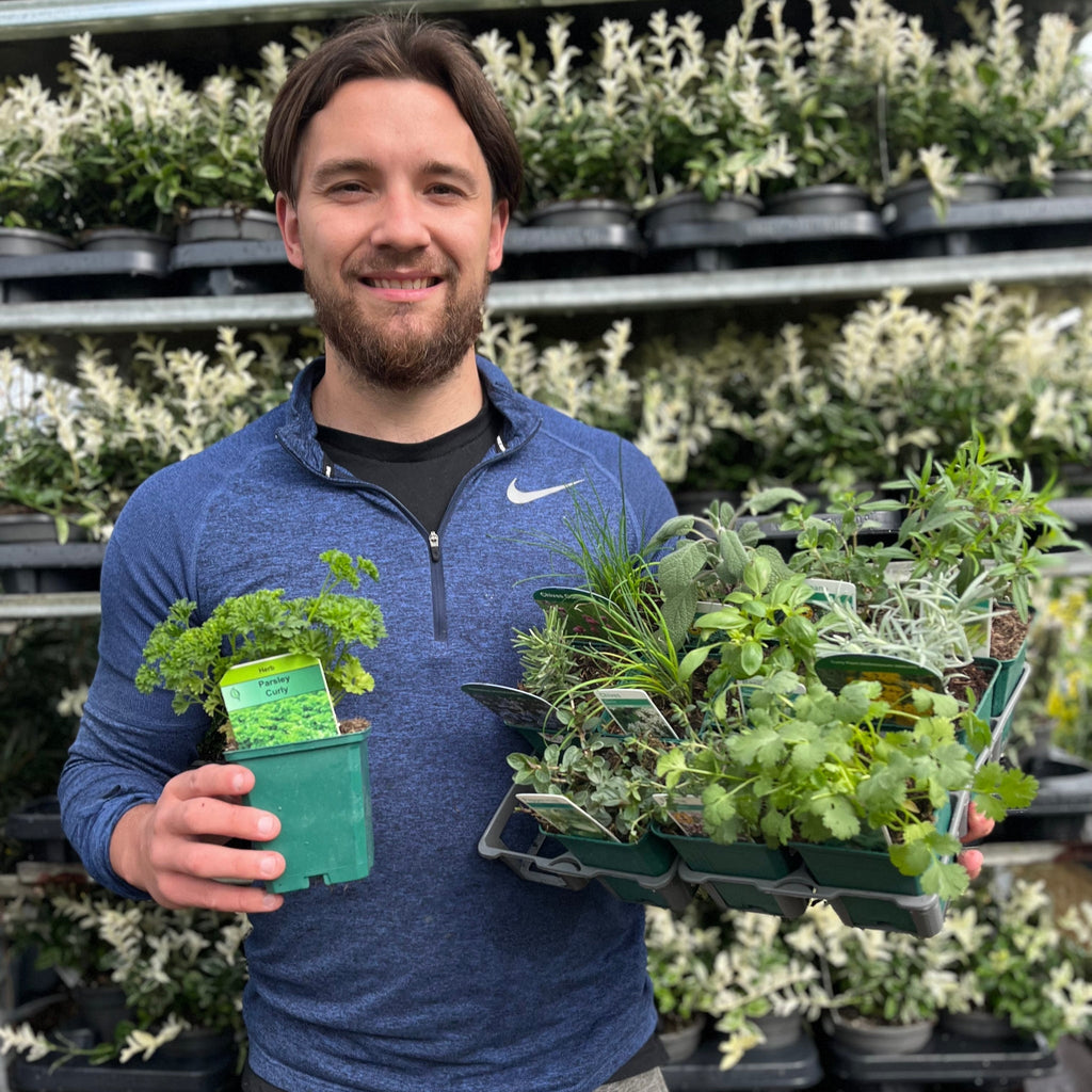 Our selection of Herbs 9cm