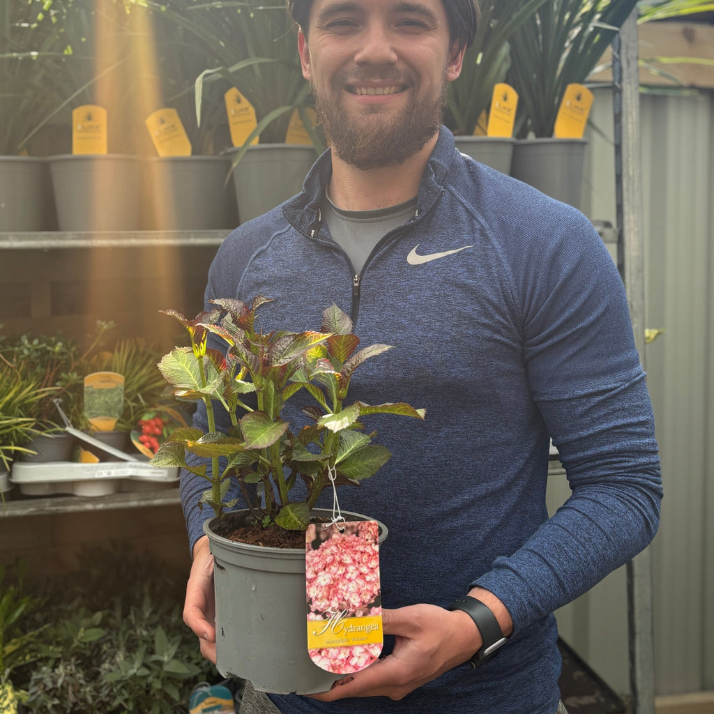 Hydrangea macrophylla 'Sabrina' 2L