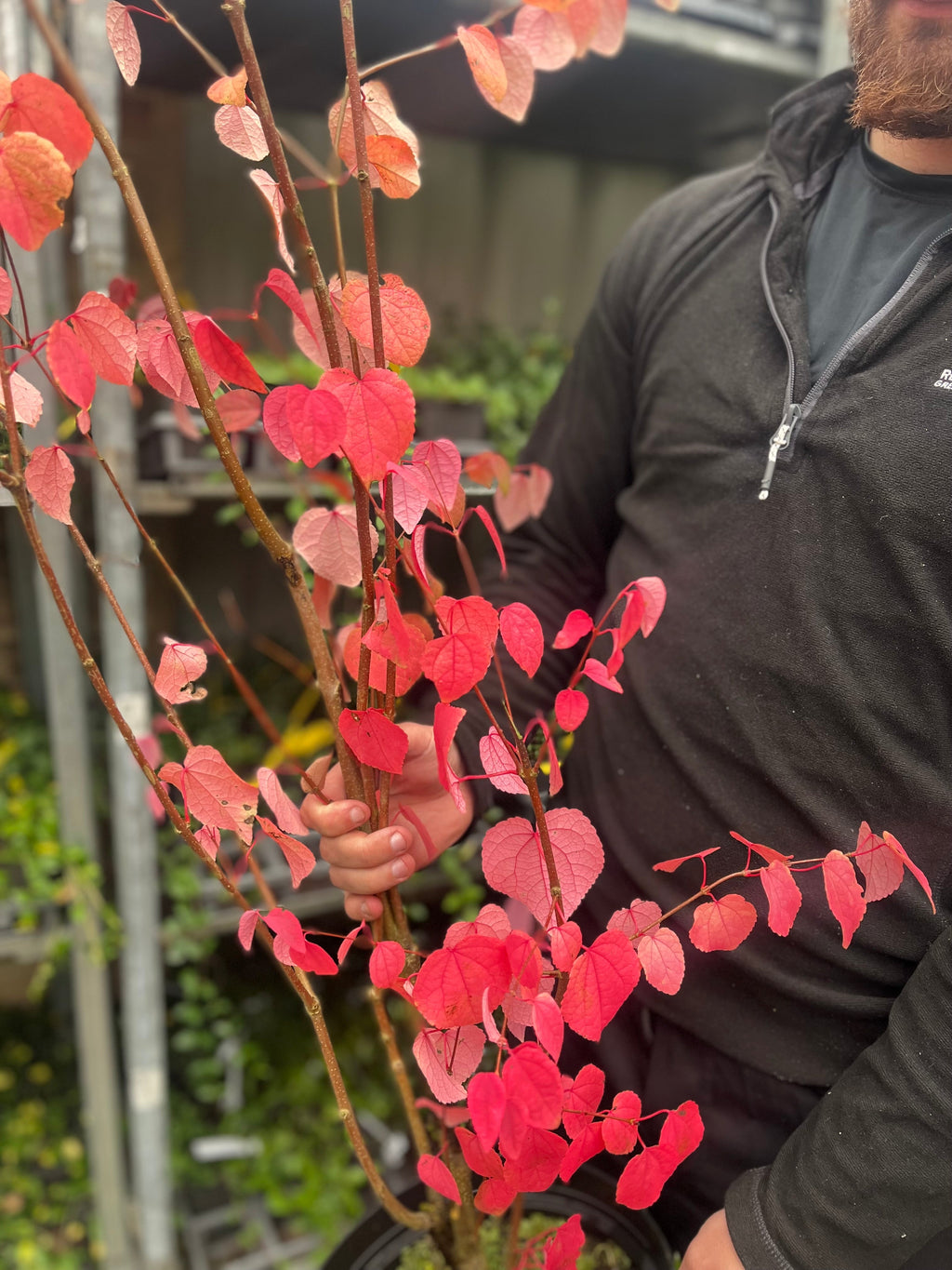 Cercidiphyllum japonicum Katsura 7.5L