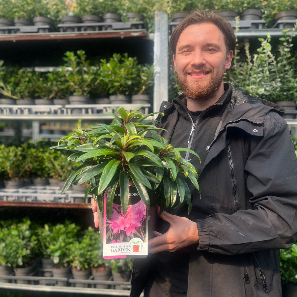 Rhododendron 'Graziella' 3L / 5L